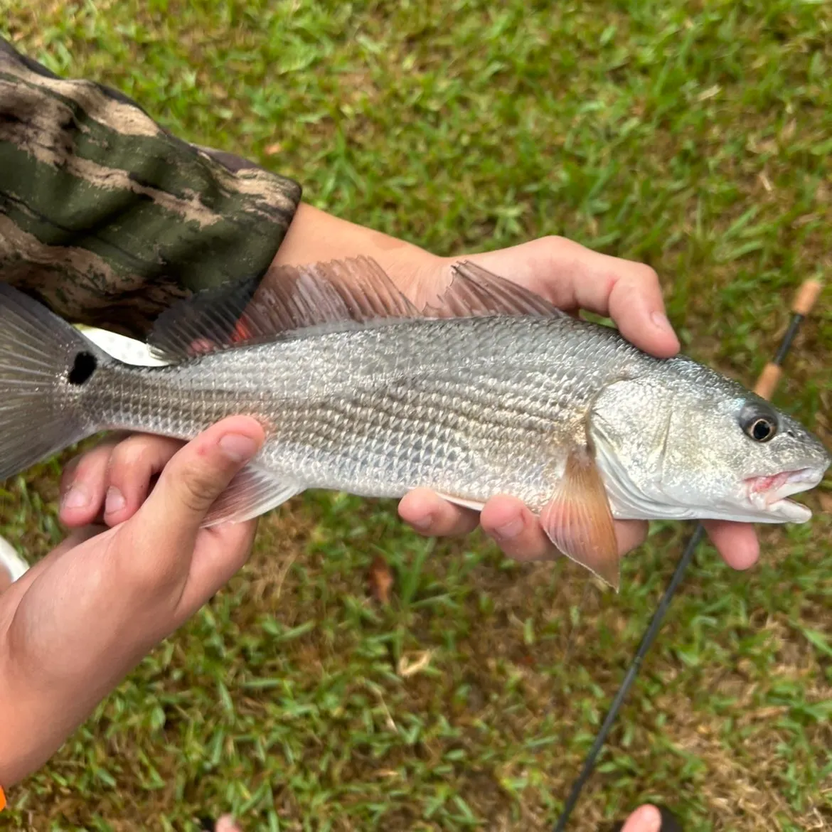 Red drum caught on Fishbrain