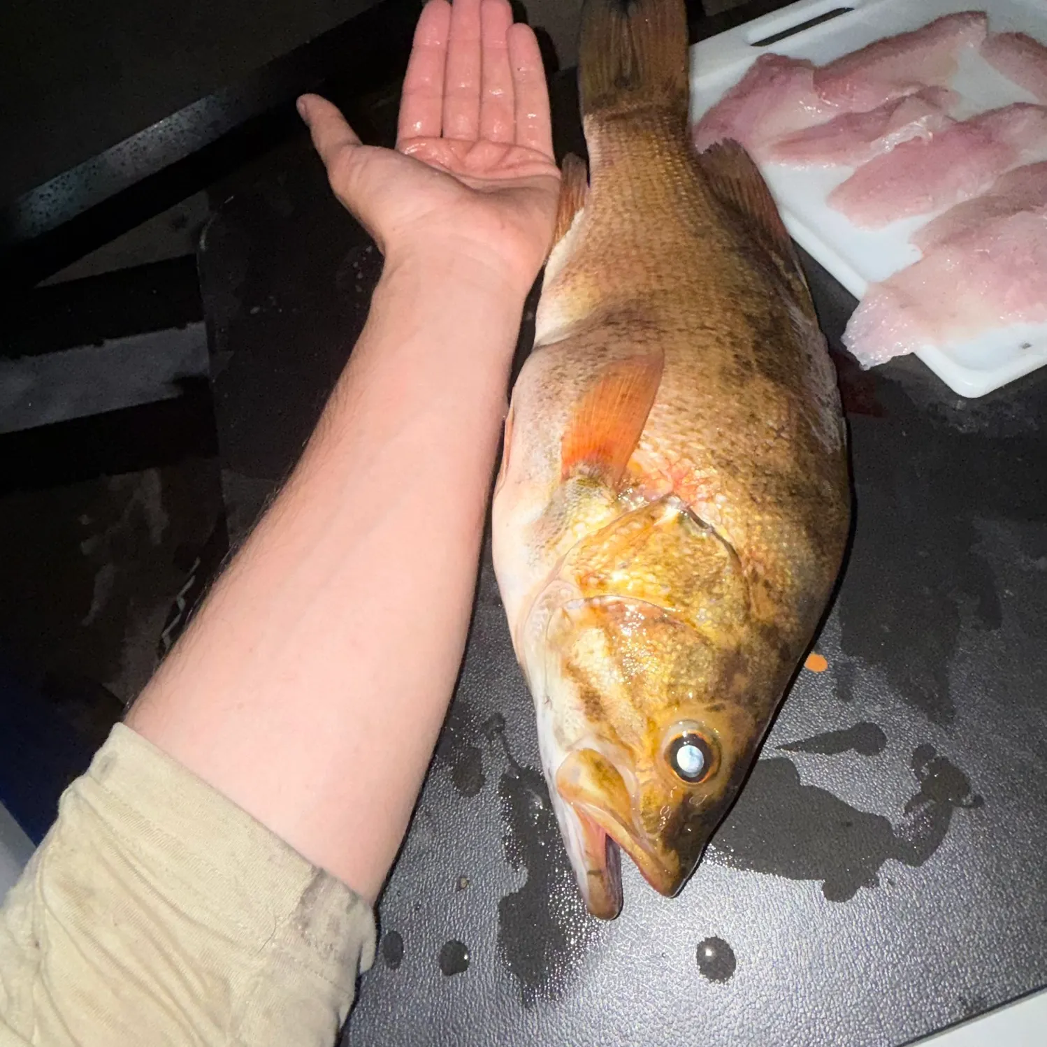 recently logged catches