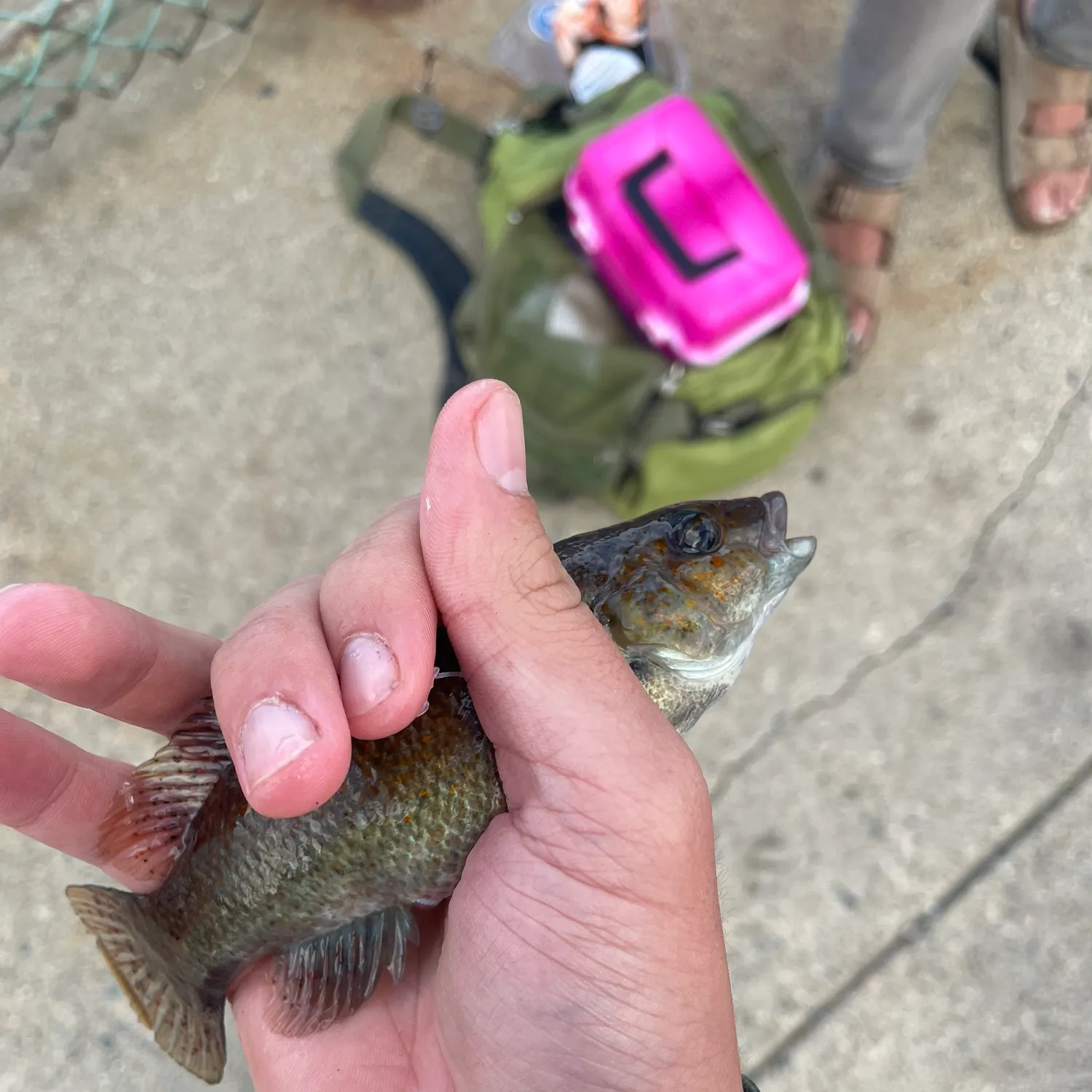 catch