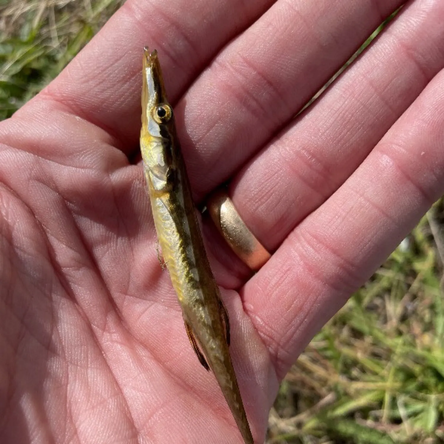 The most recent Sea stickleback catches on Fishbrain