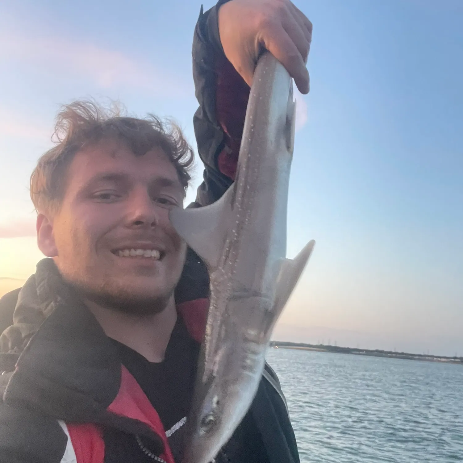 The most recent Starry smooth-hound catches on Fishbrain
