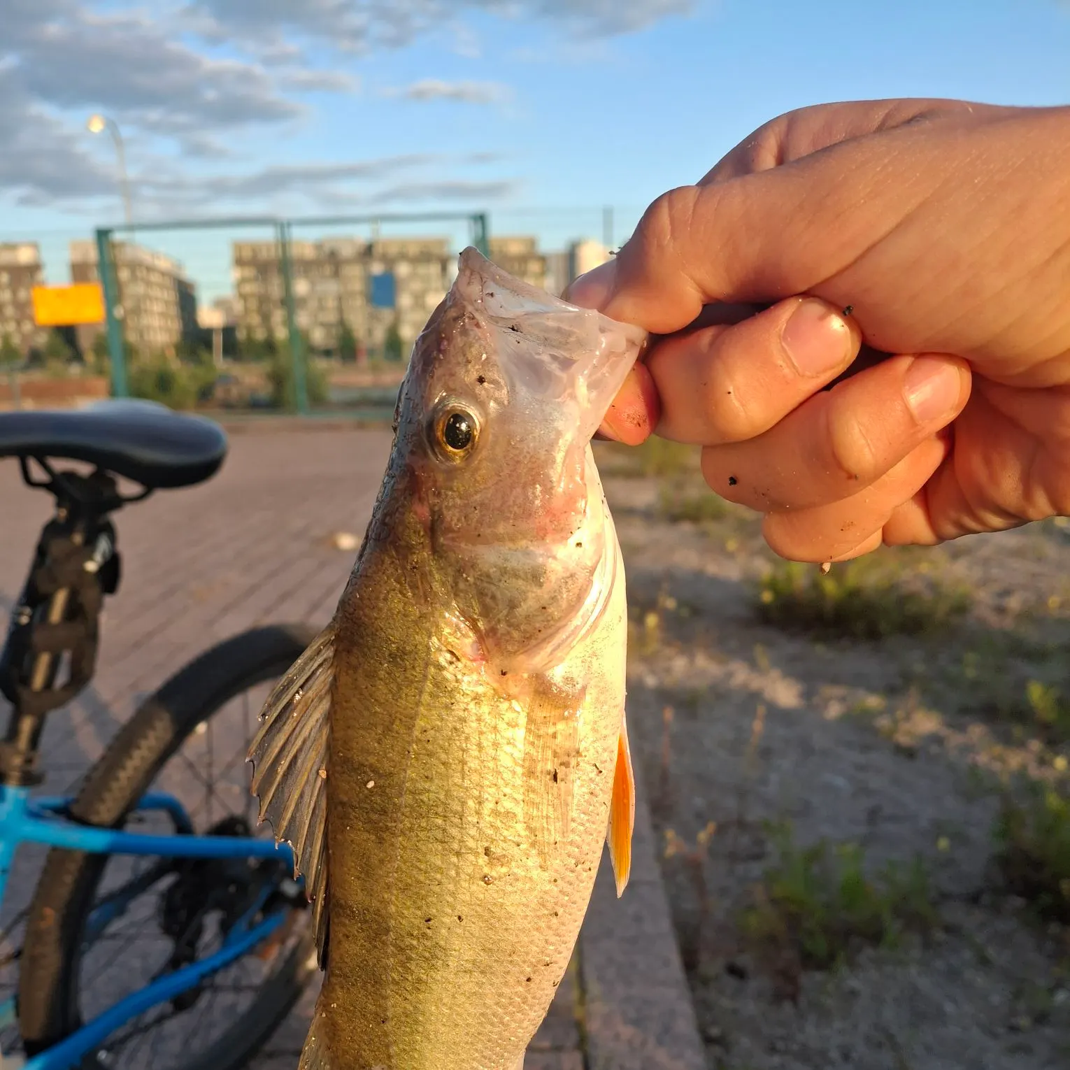 European perch caught on Fishbrain