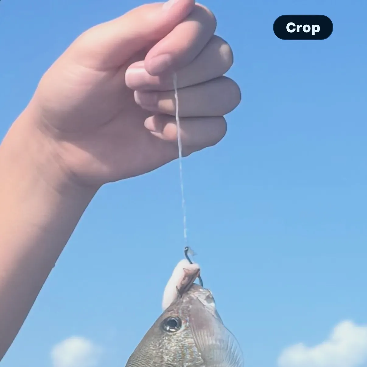 The most recent Yellowfin croaker catches on Fishbrain