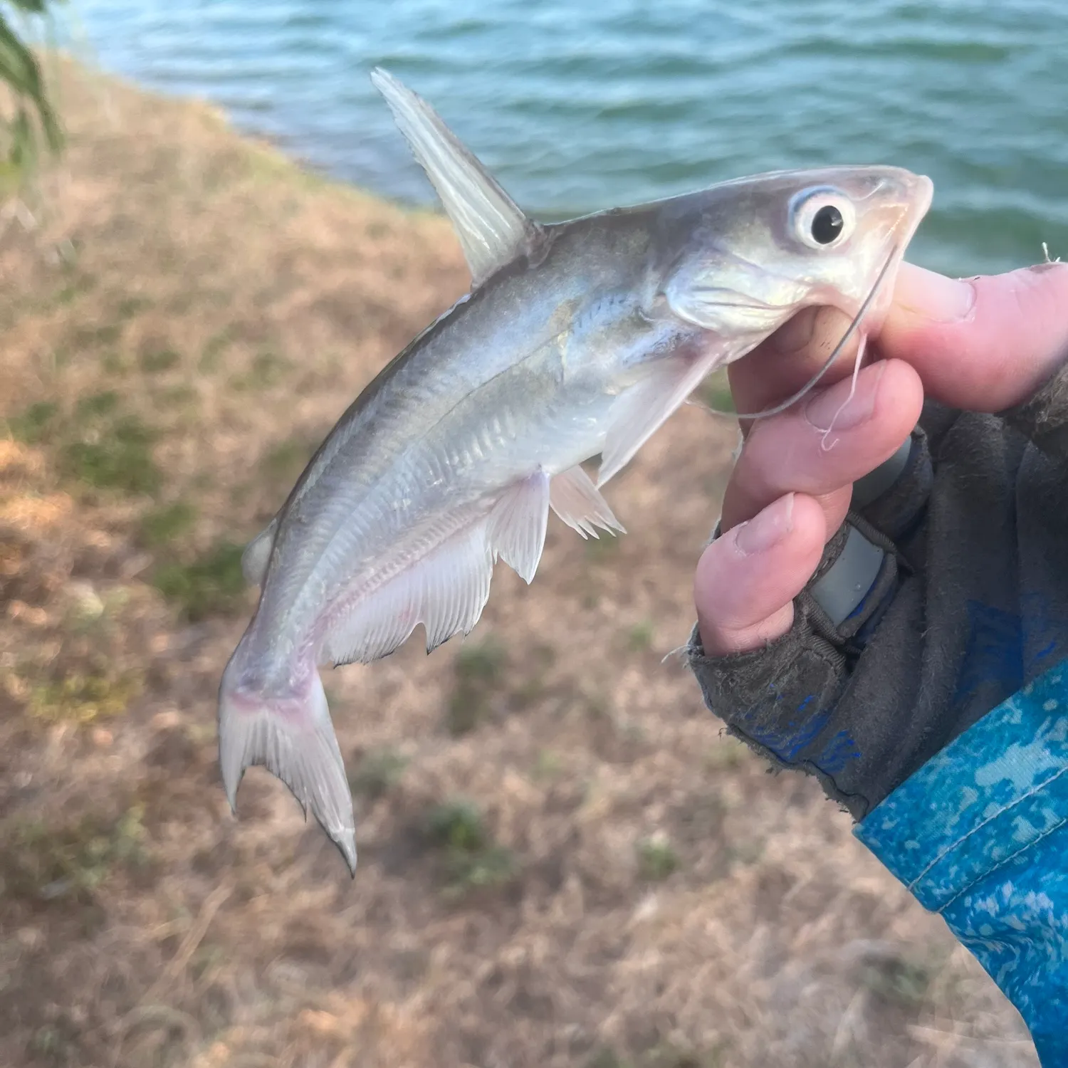 Blue catfish caught on Fishbrain