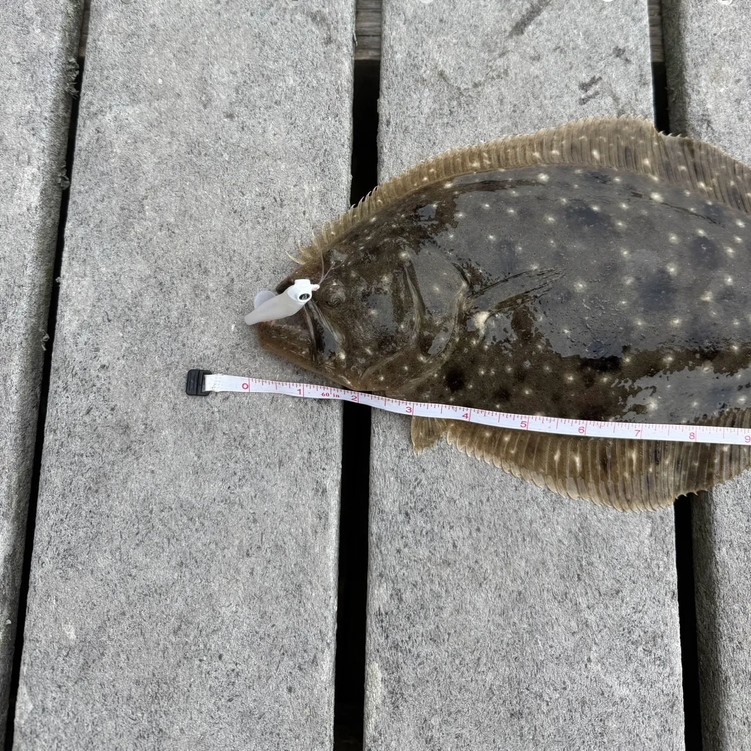 The most recent Southern flounder catches on Fishbrain