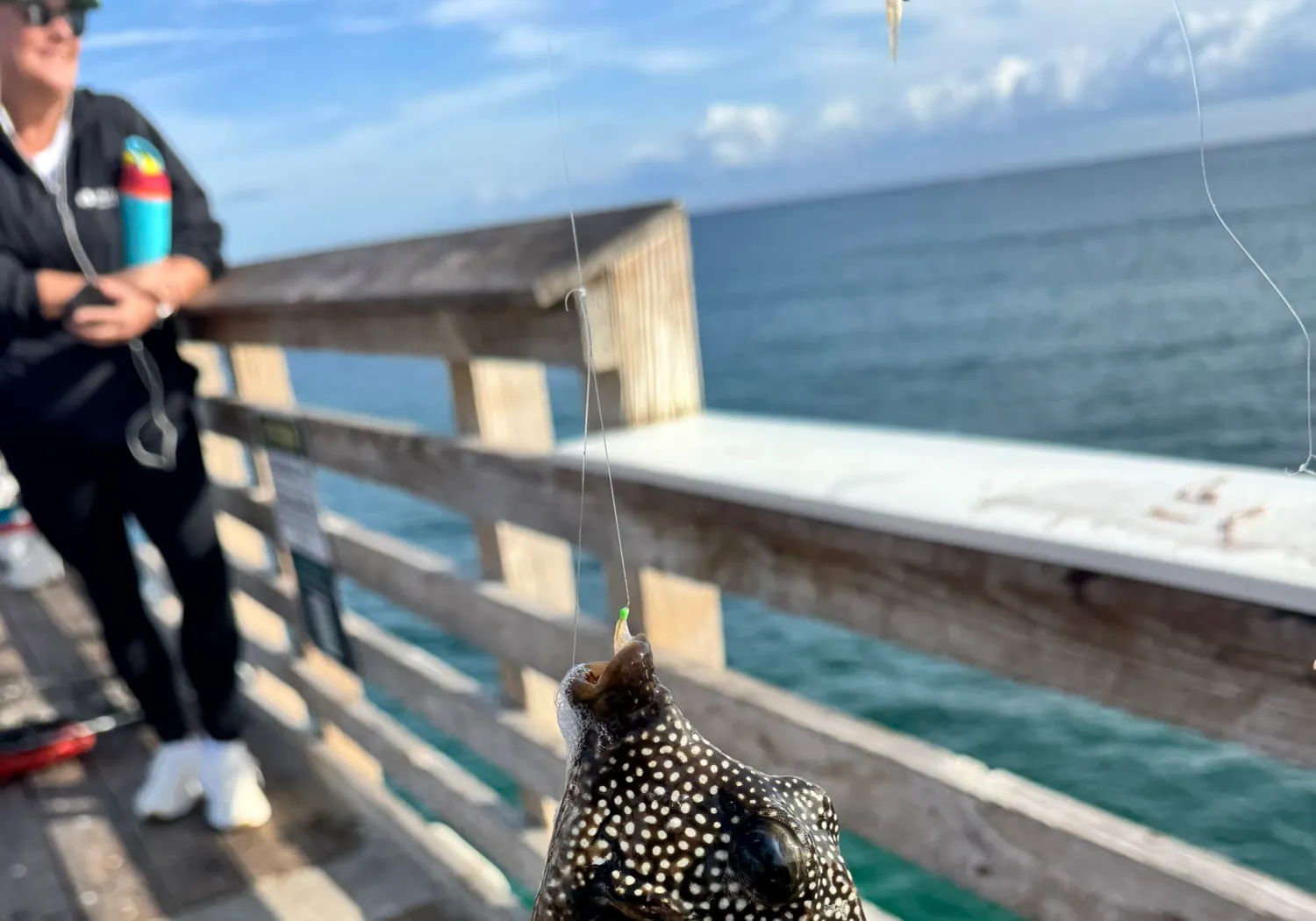 Smooth trunkfish