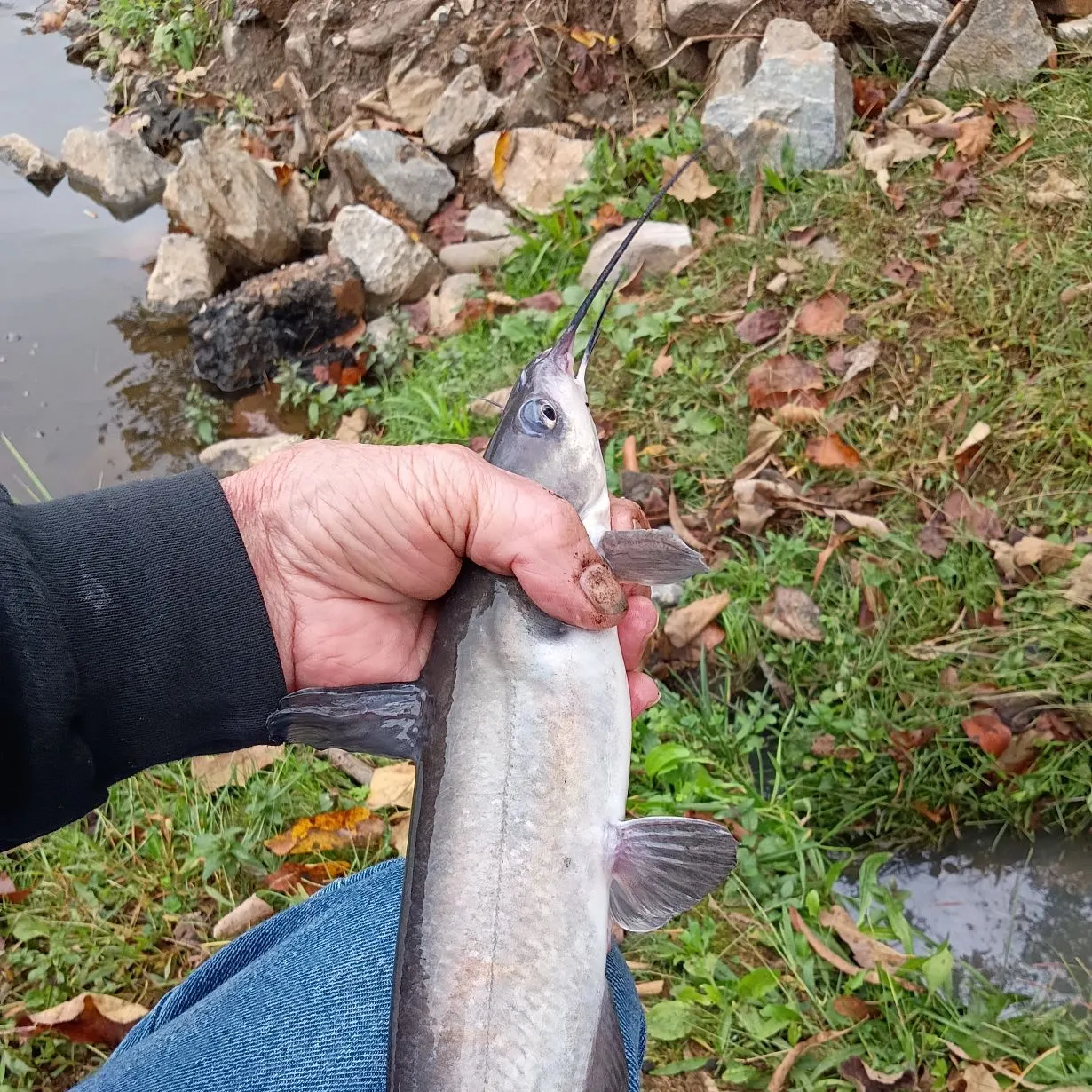 Channel catfish caught on Fishbrain