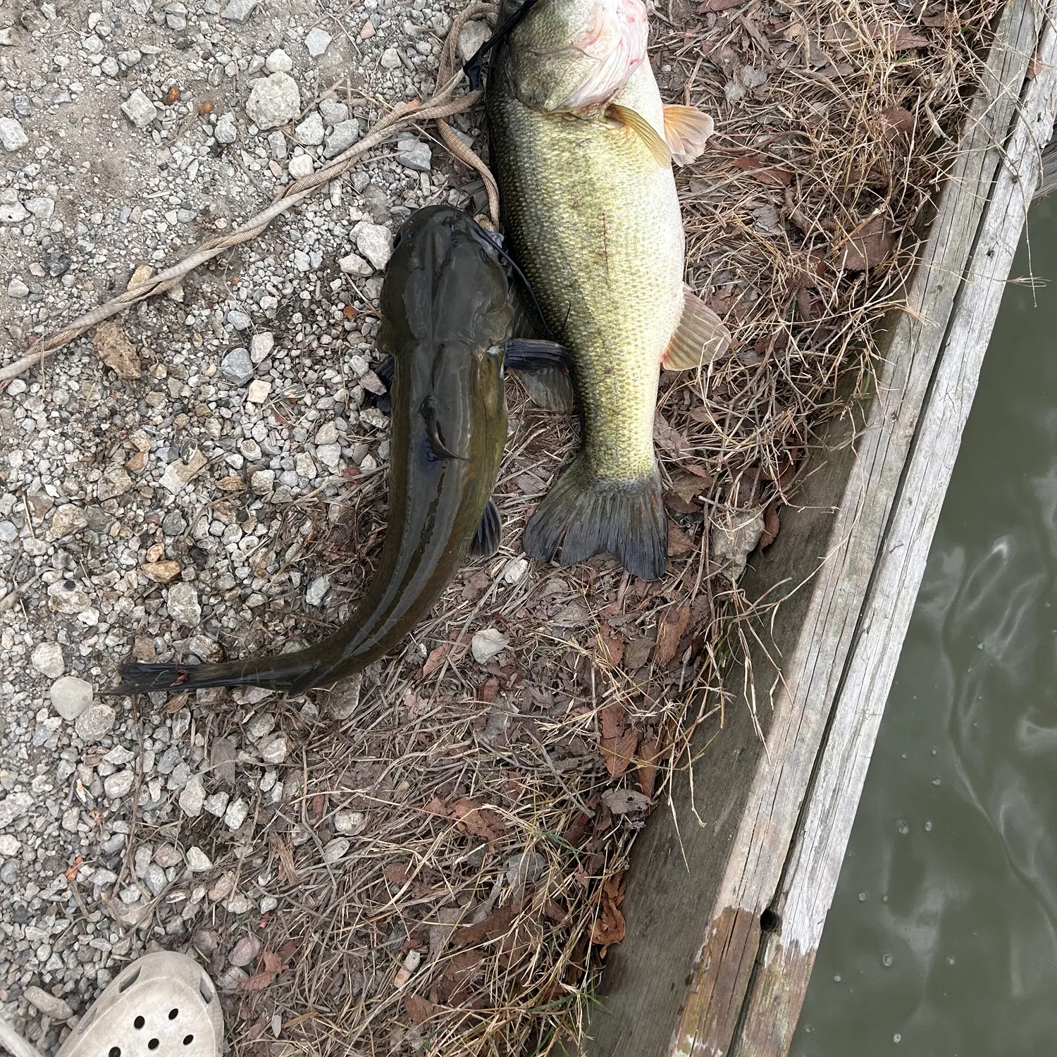 The most recent White bullhead catches on Fishbrain