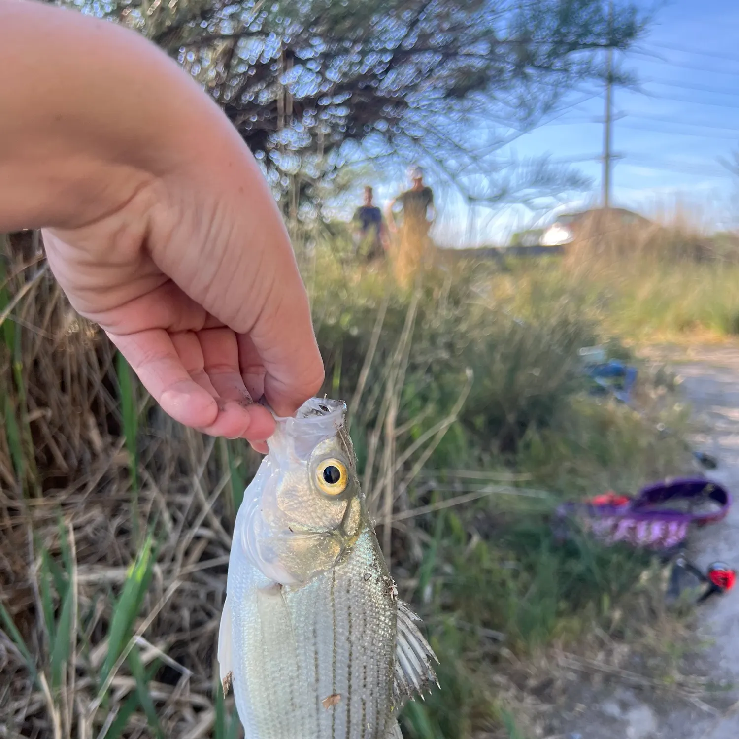 catch