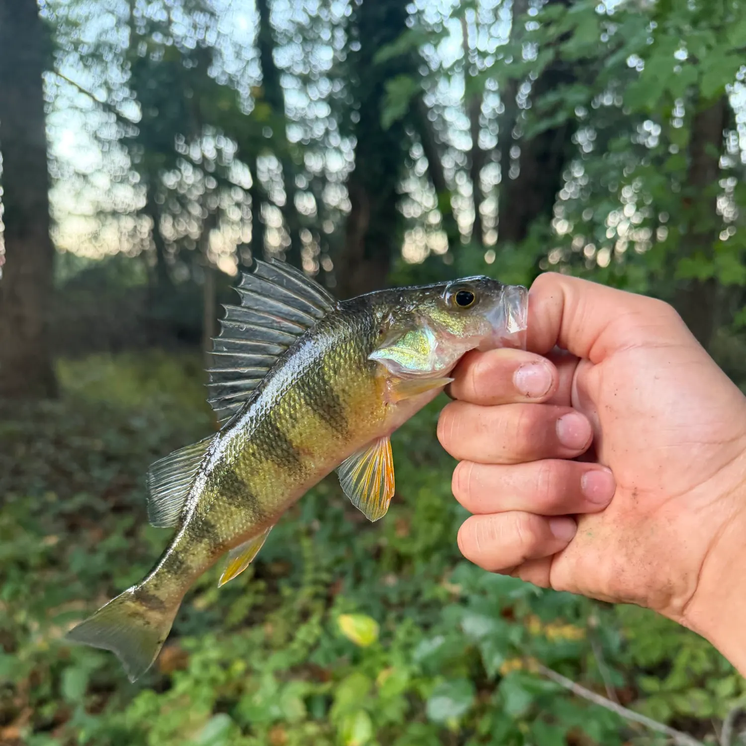 Yellow perch caught on Fishbrain