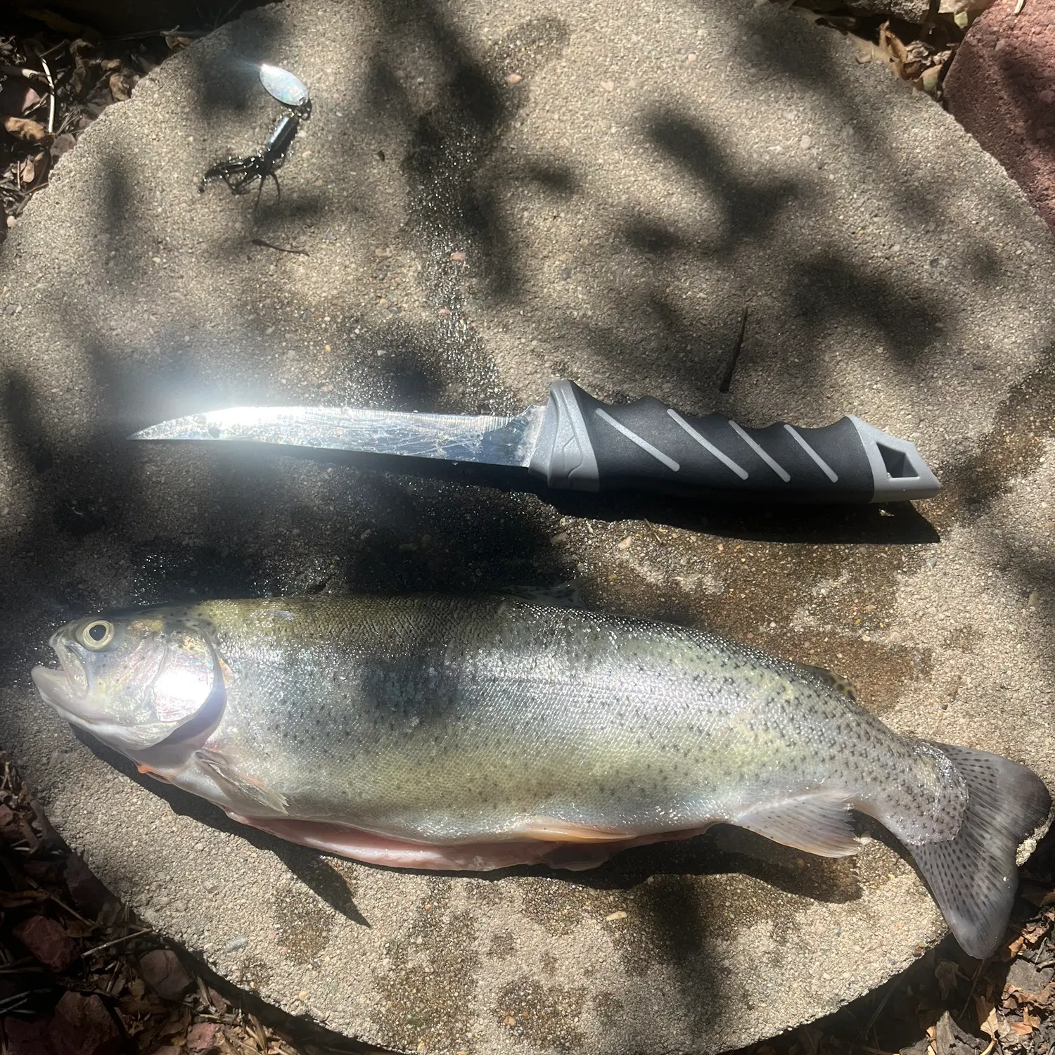 Rainbow trout caught on Fishbrain