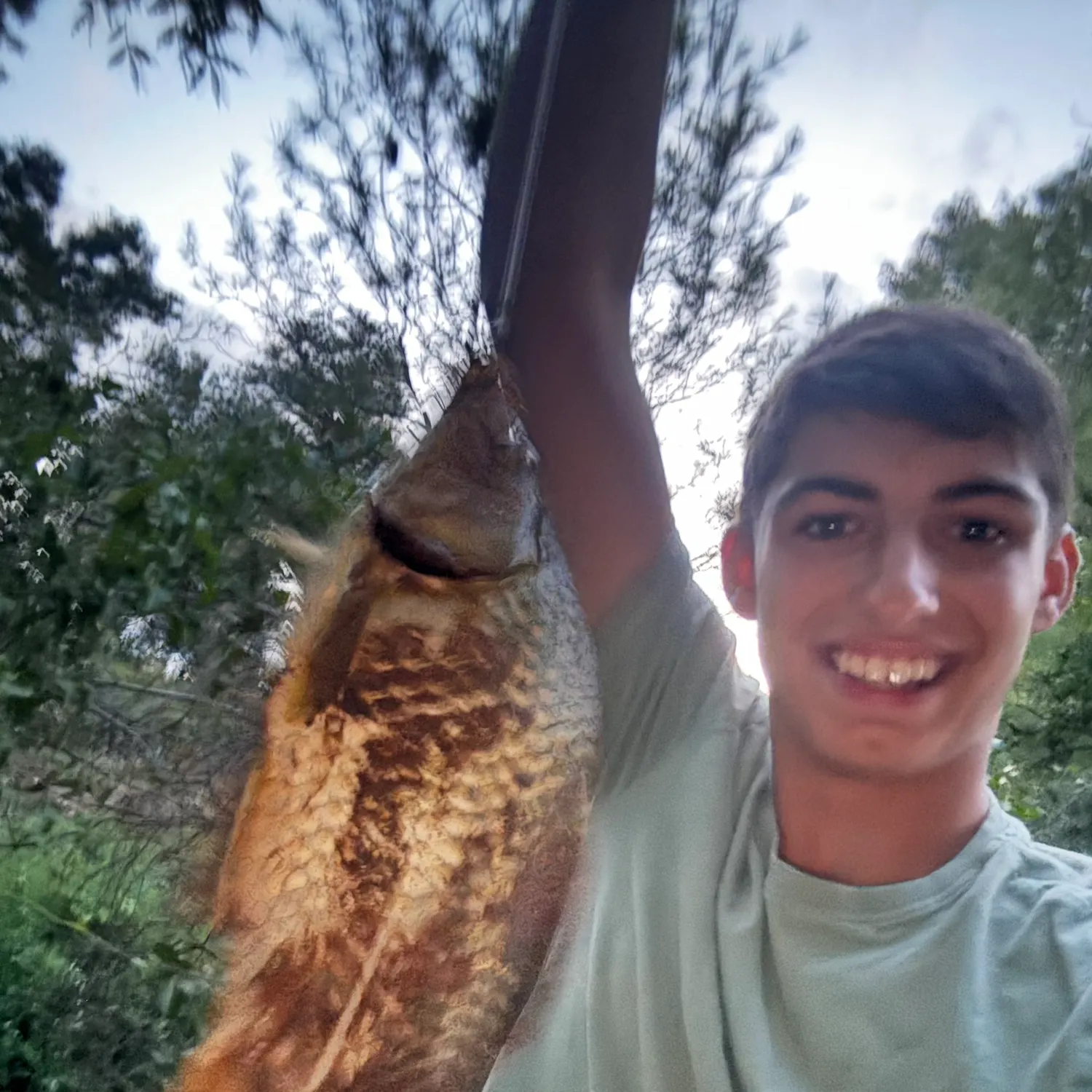 Common carp caught on Fishbrain