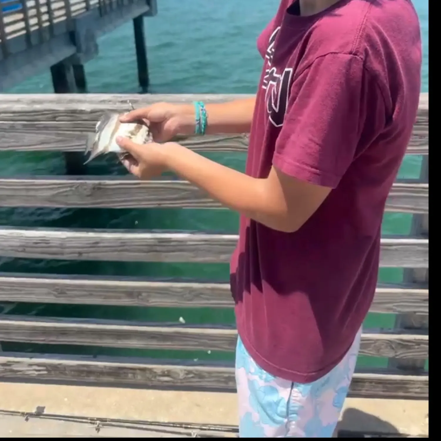 The most recent Angelshark catches on Fishbrain