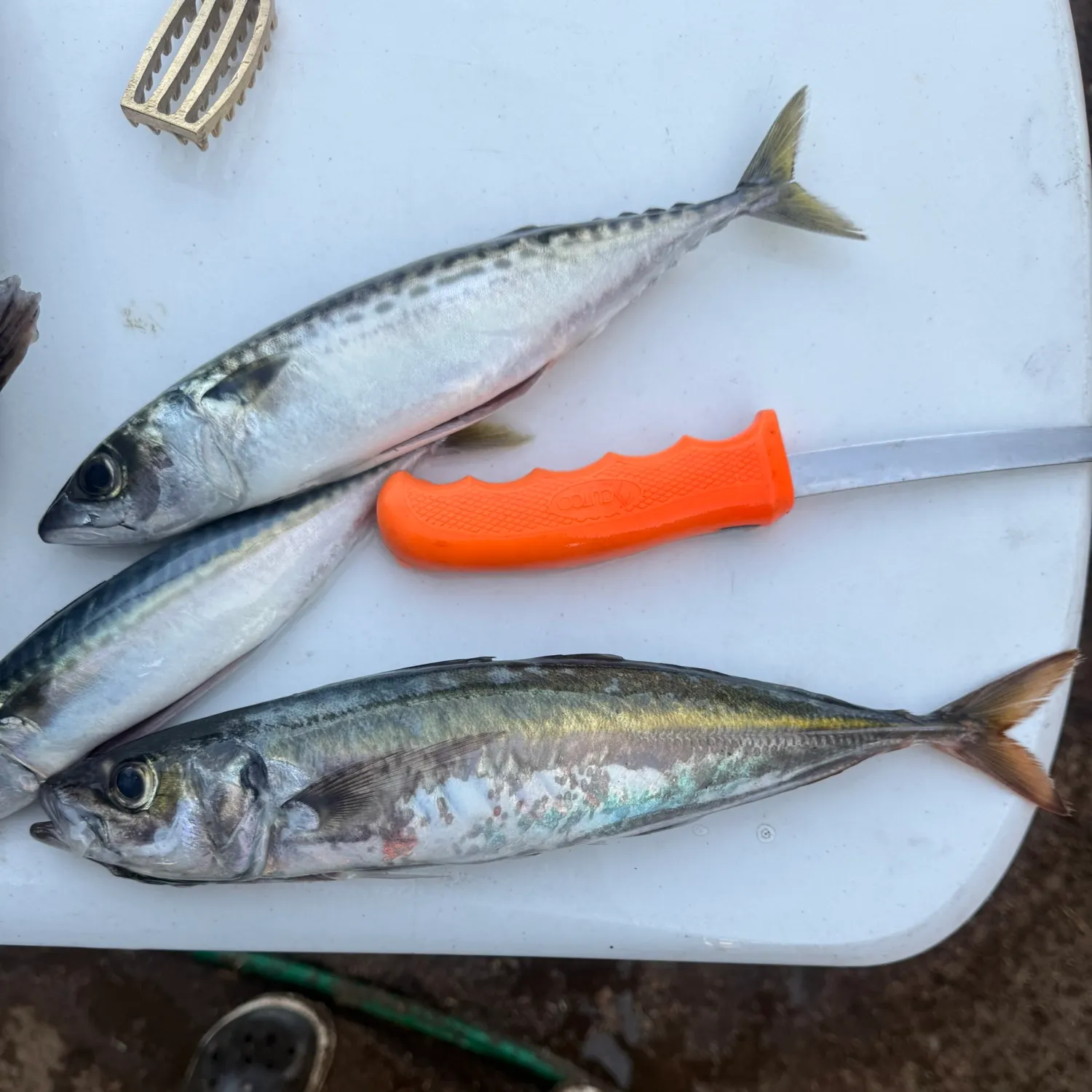 The most recent Pacific jack mackerel catches on Fishbrain