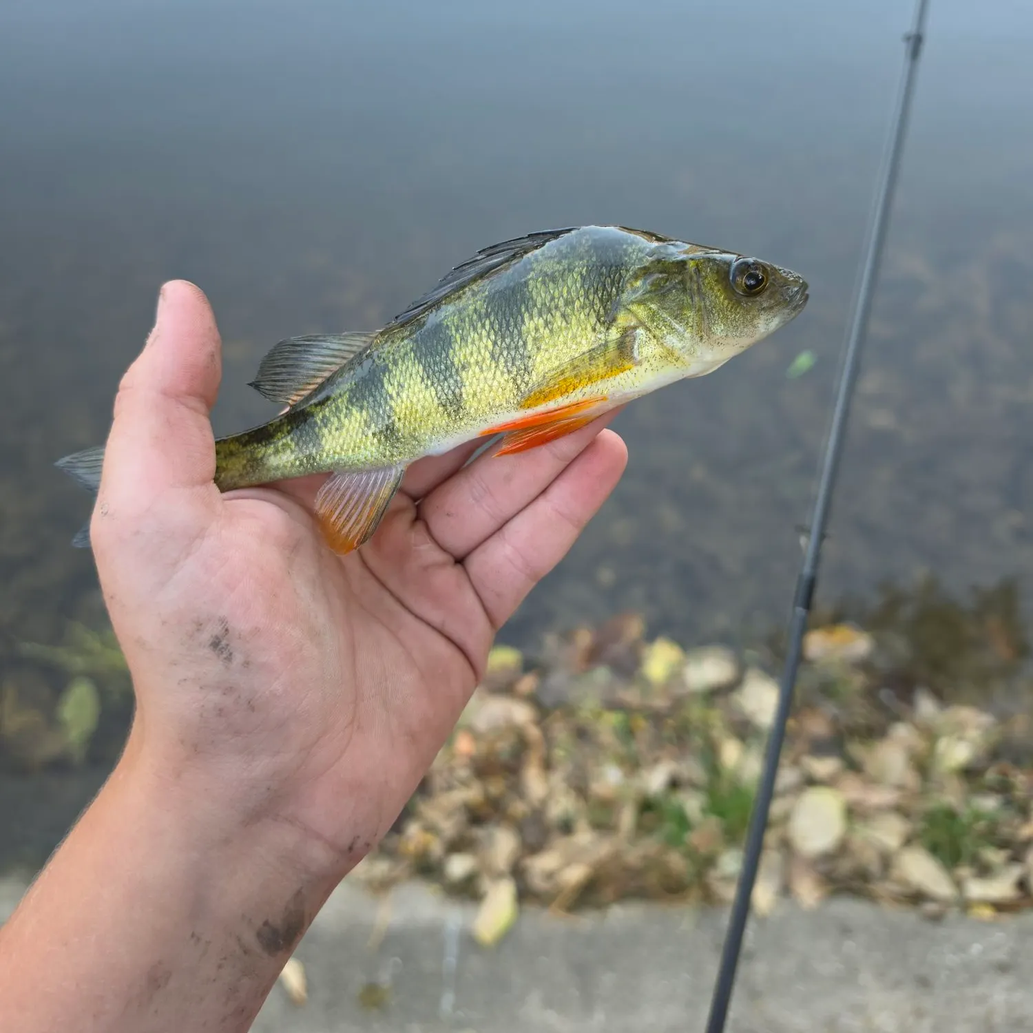 Yellow perch caught on Fishbrain