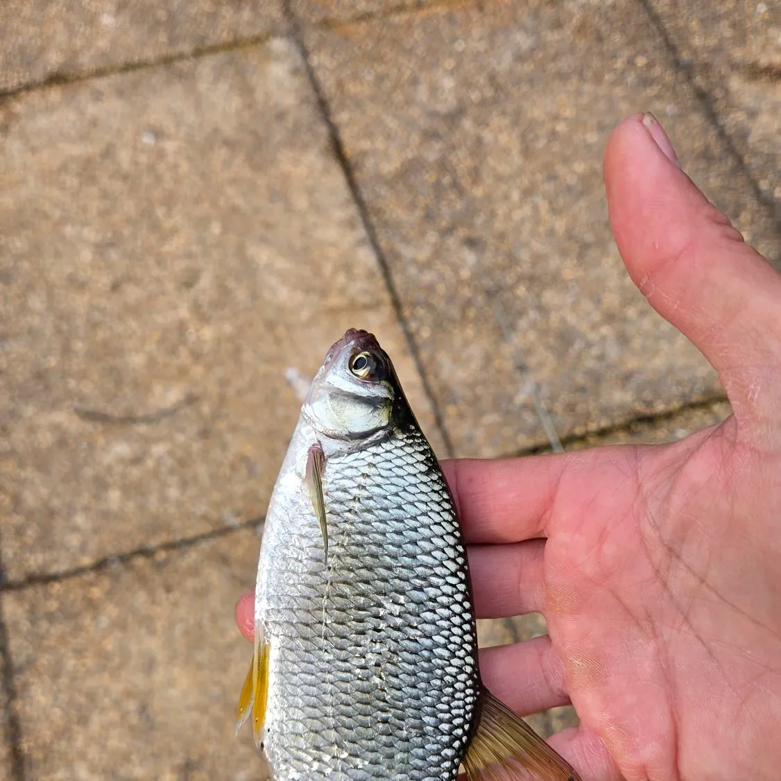 Golden shiner caught on Fishbrain