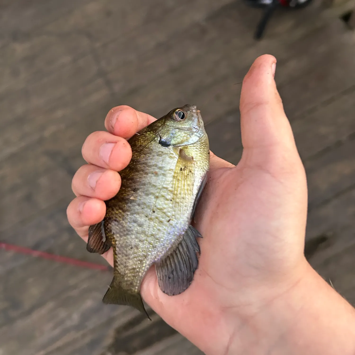 Bluegill caught on Fishbrain