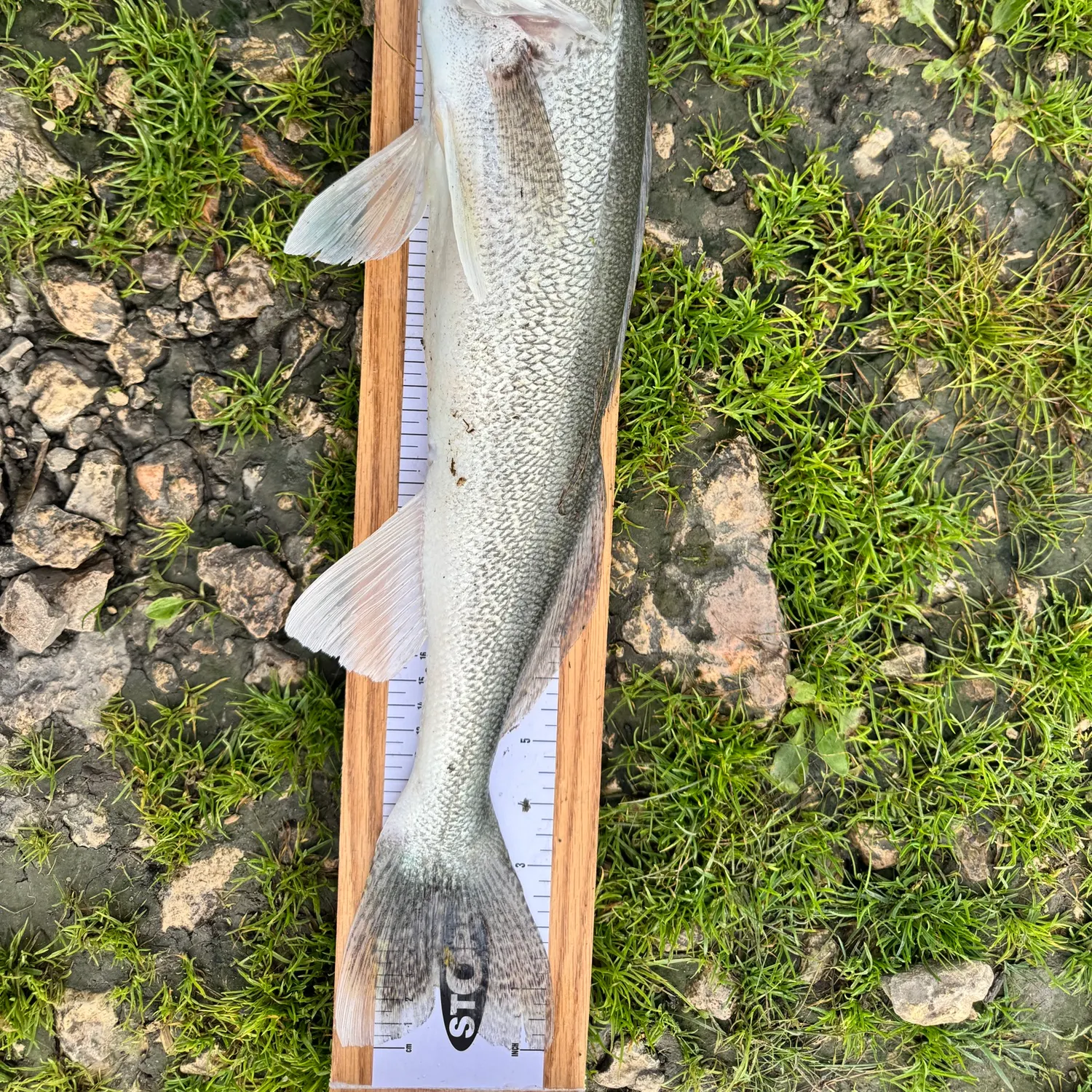 Walleye caught on Fishbrain