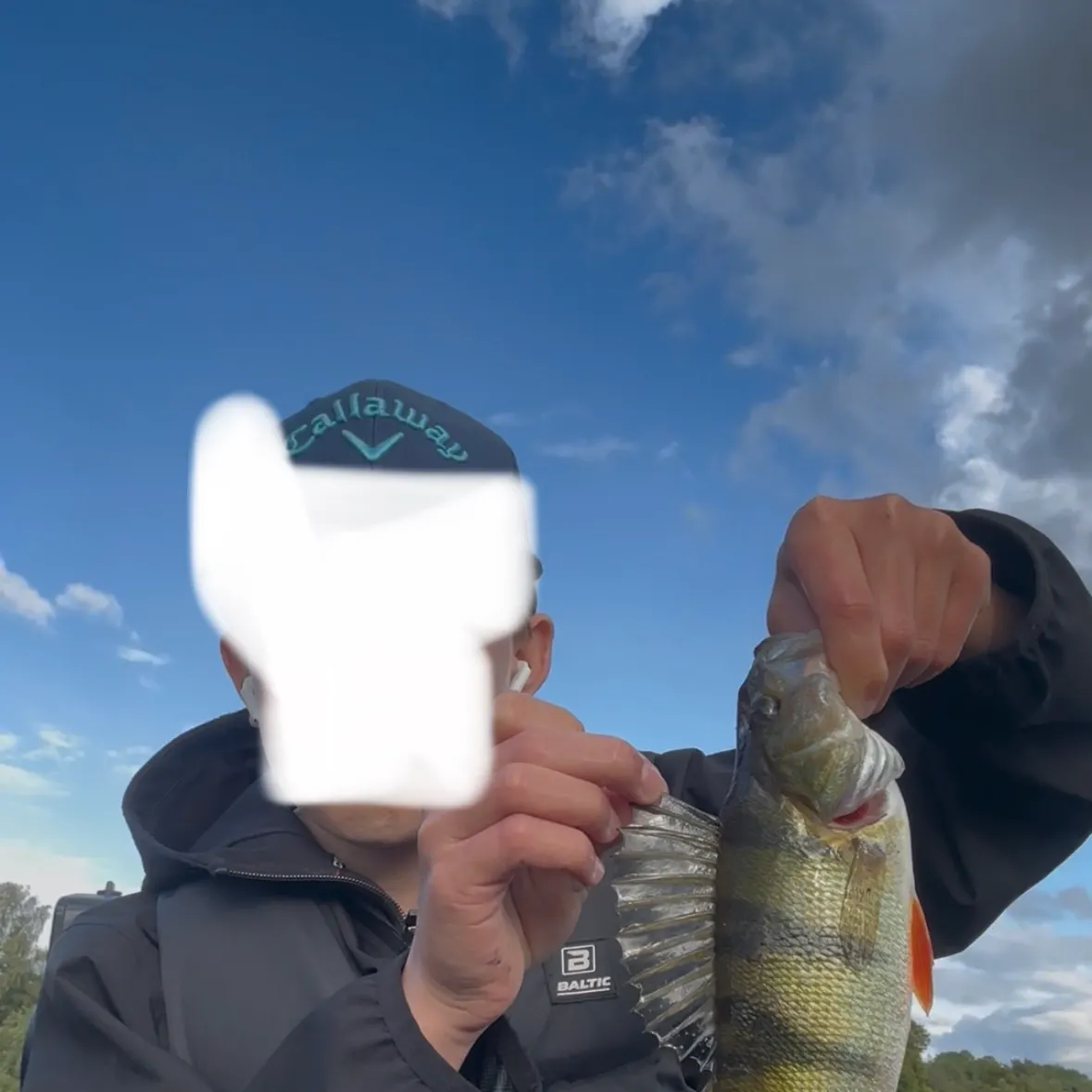 European perch caught on Fishbrain