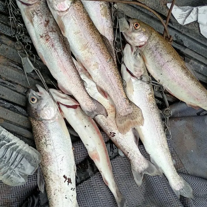 Rainbow trout caught on Fishbrain