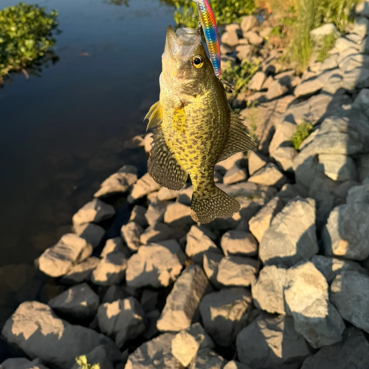 Black crappie caught on Fishbrain
