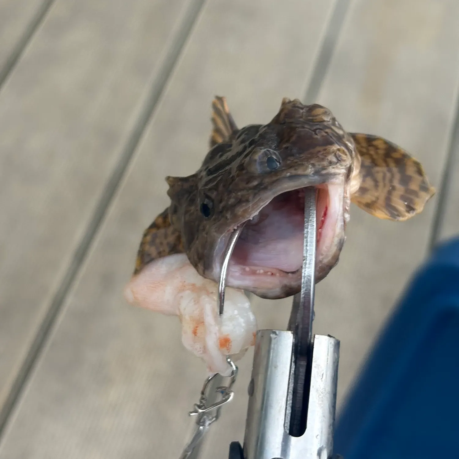 The most recent Gulf toadfish catches on Fishbrain