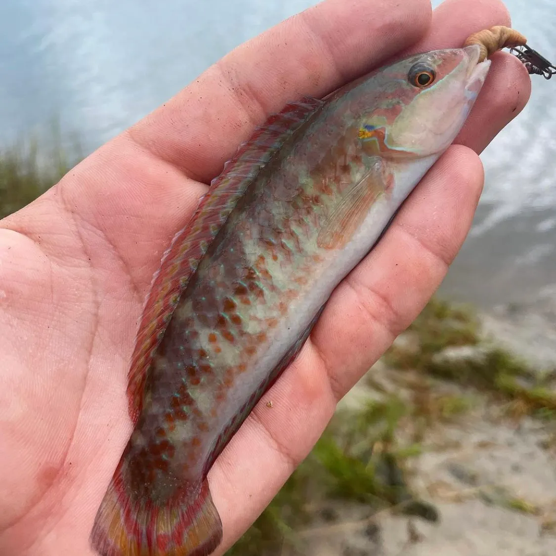 The most recent Slippery dick wrasse catches on Fishbrain