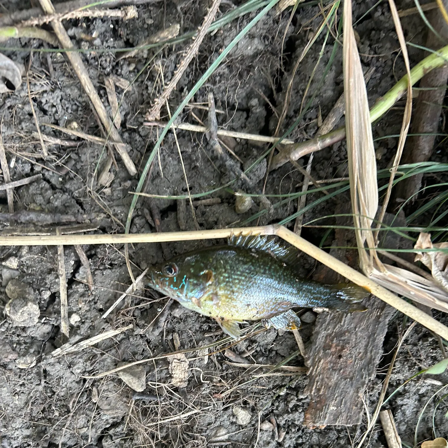 Green sunfish caught on Fishbrain