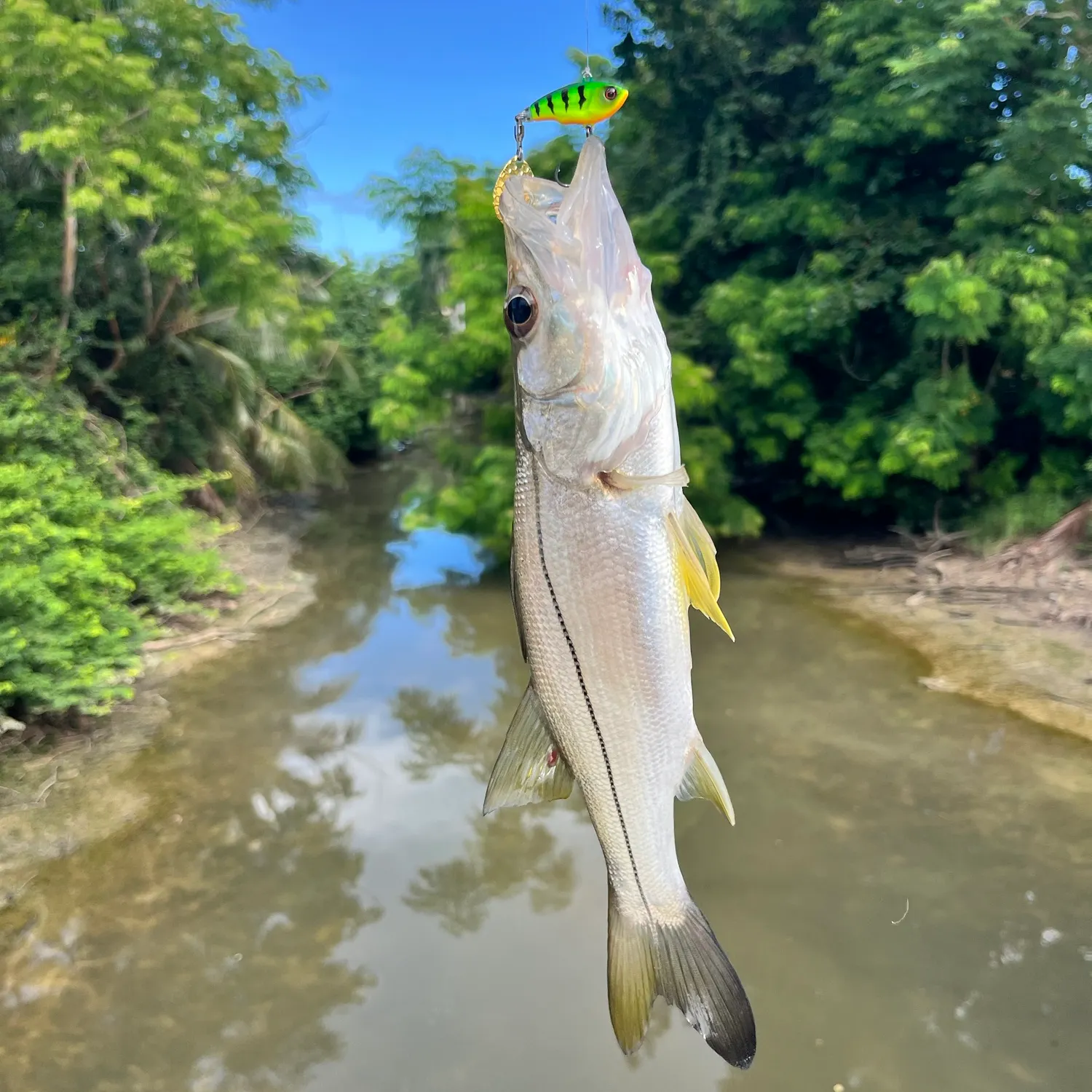 Common snook caught on Fishbrain