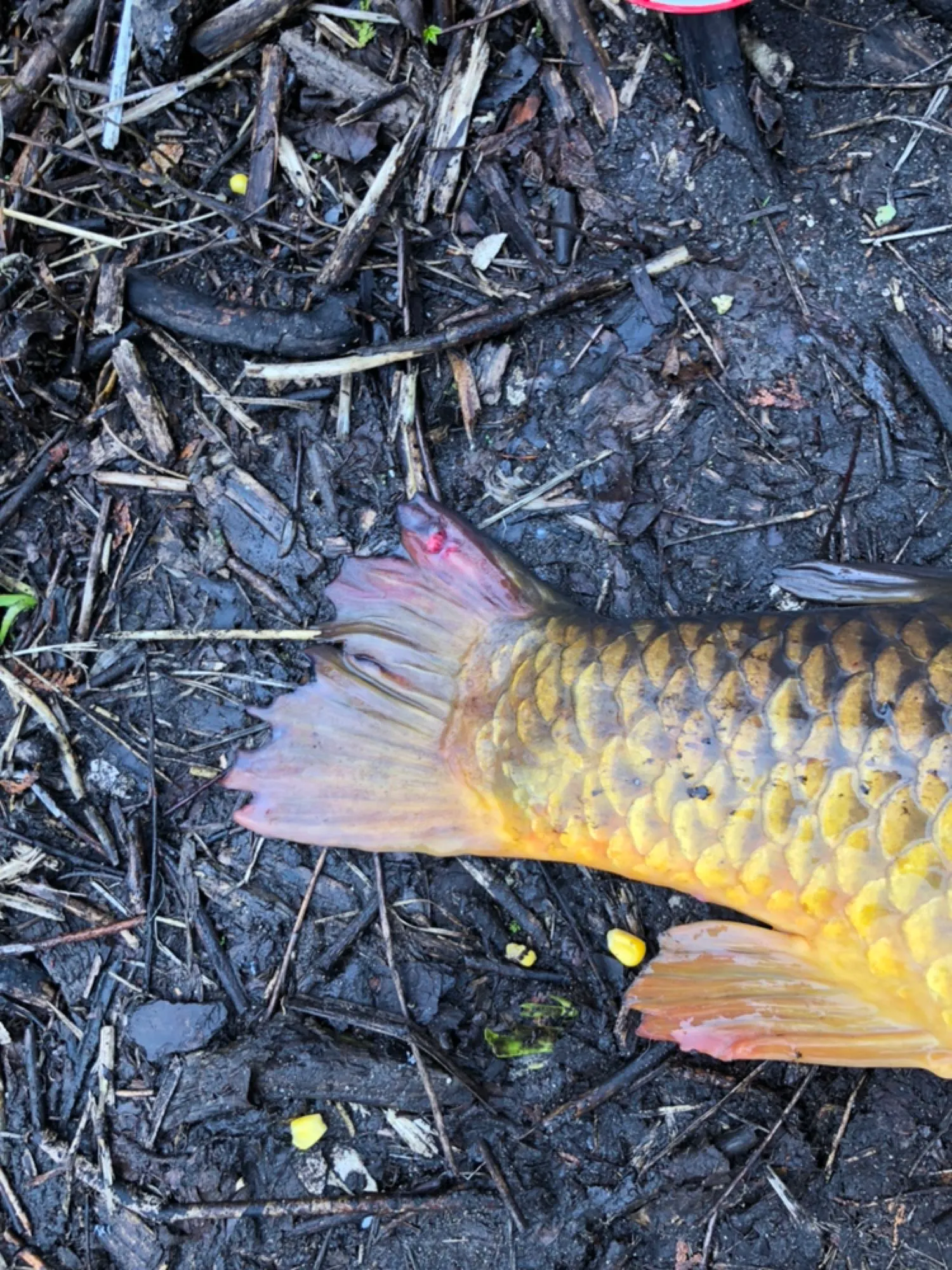 Post image from PinHead89