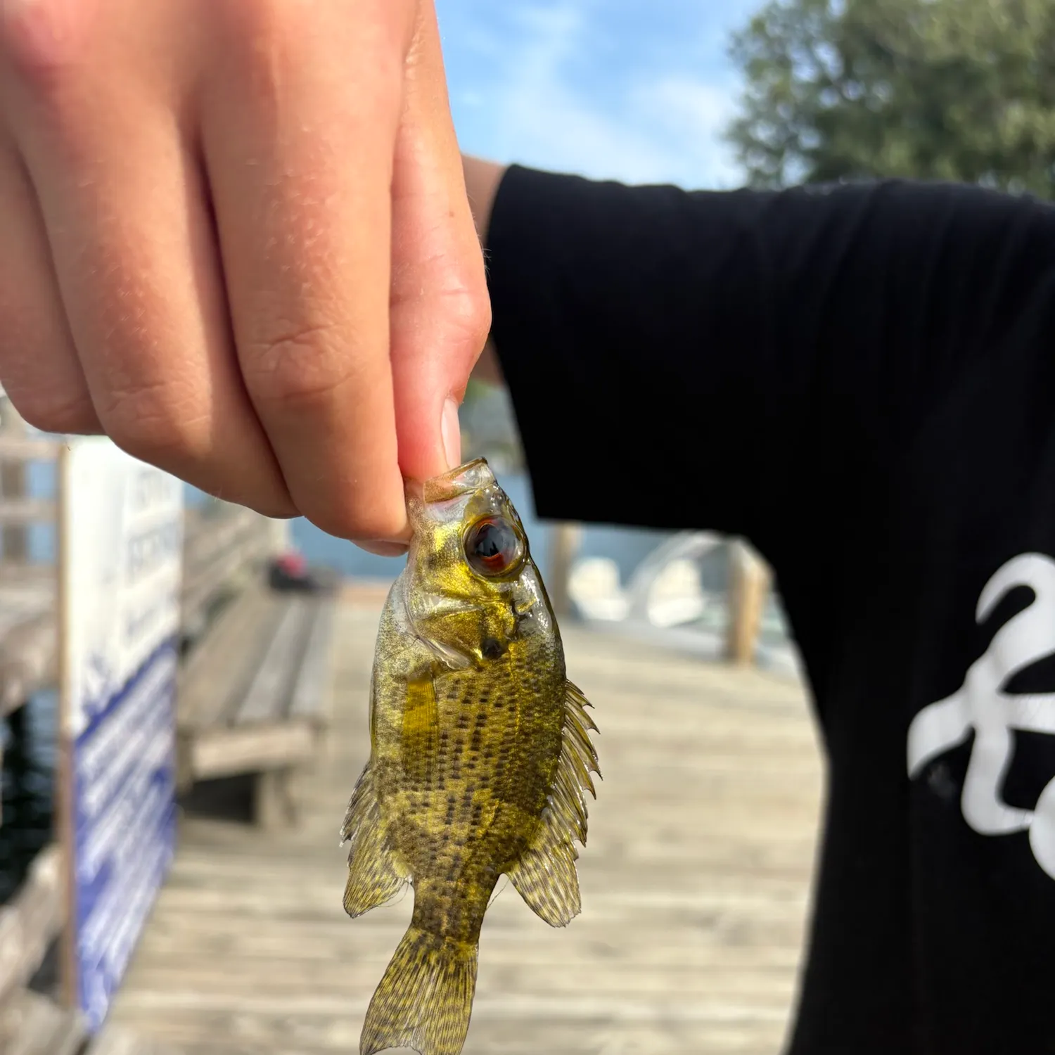 Rock bass caught on Fishbrain