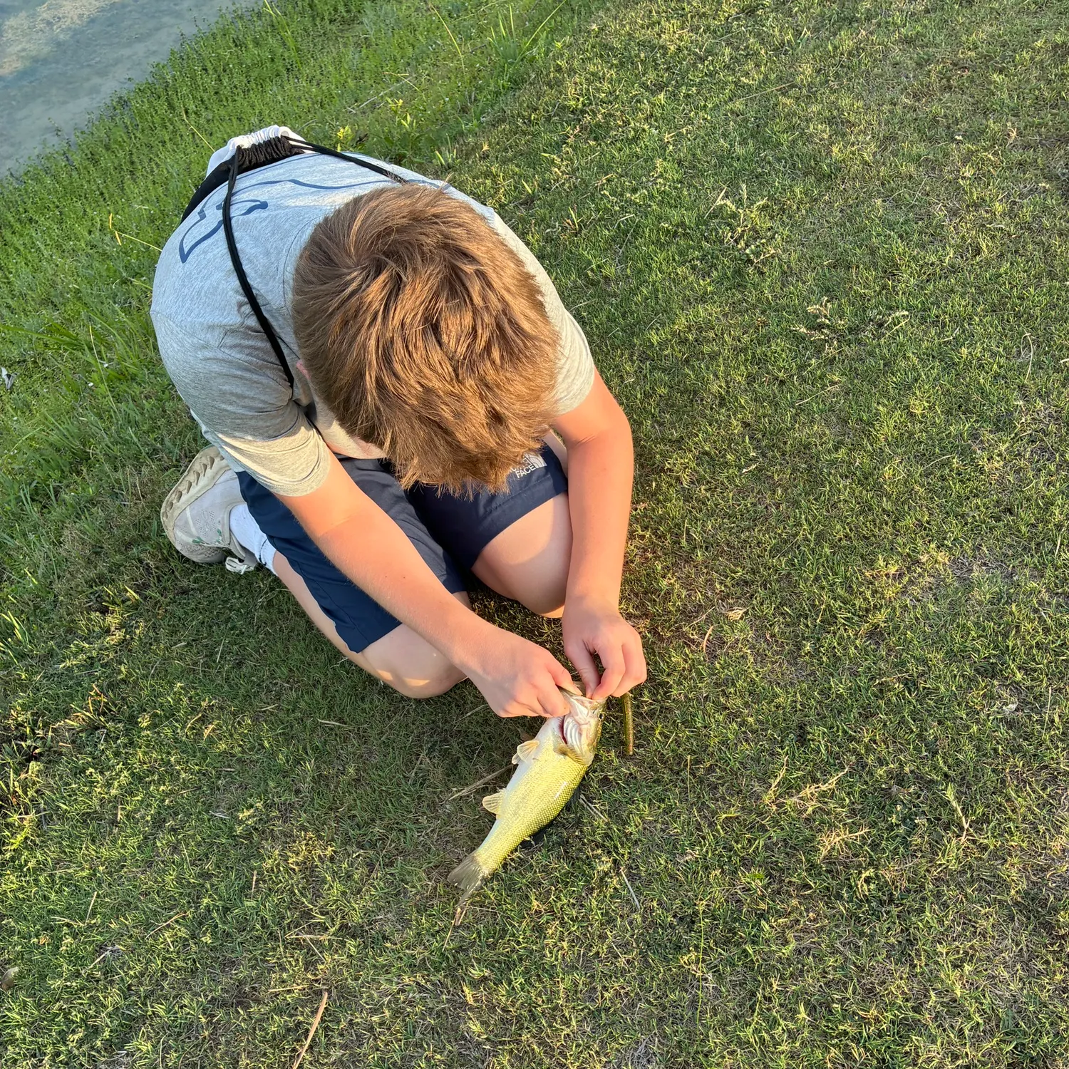 Chain pickerel caught on Fishbrain