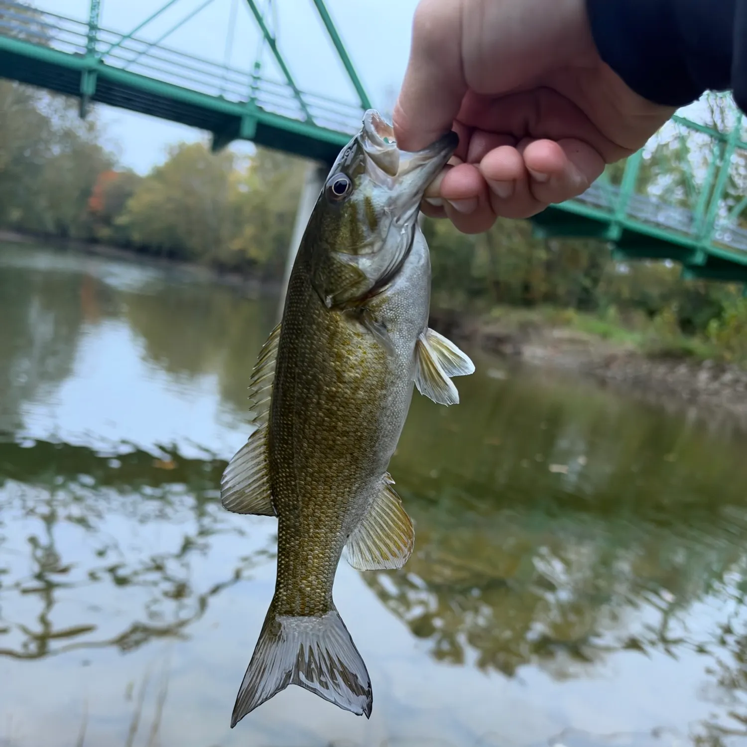 Smallmouth bass caught on Fishbrain