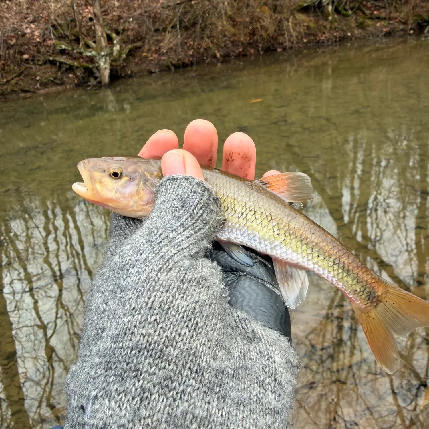 The most recent Fallfish catches on Fishbrain