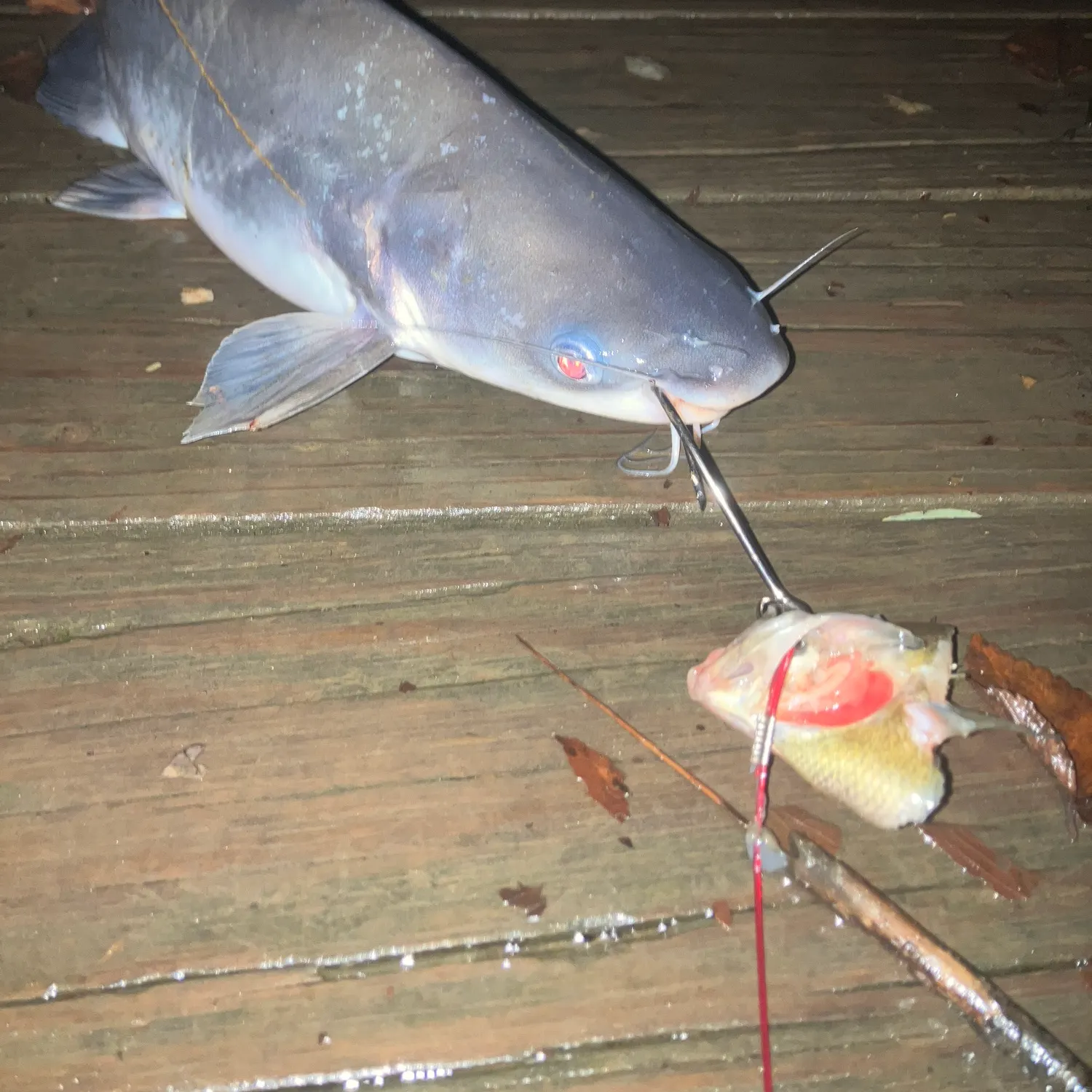 Blue catfish caught on Fishbrain