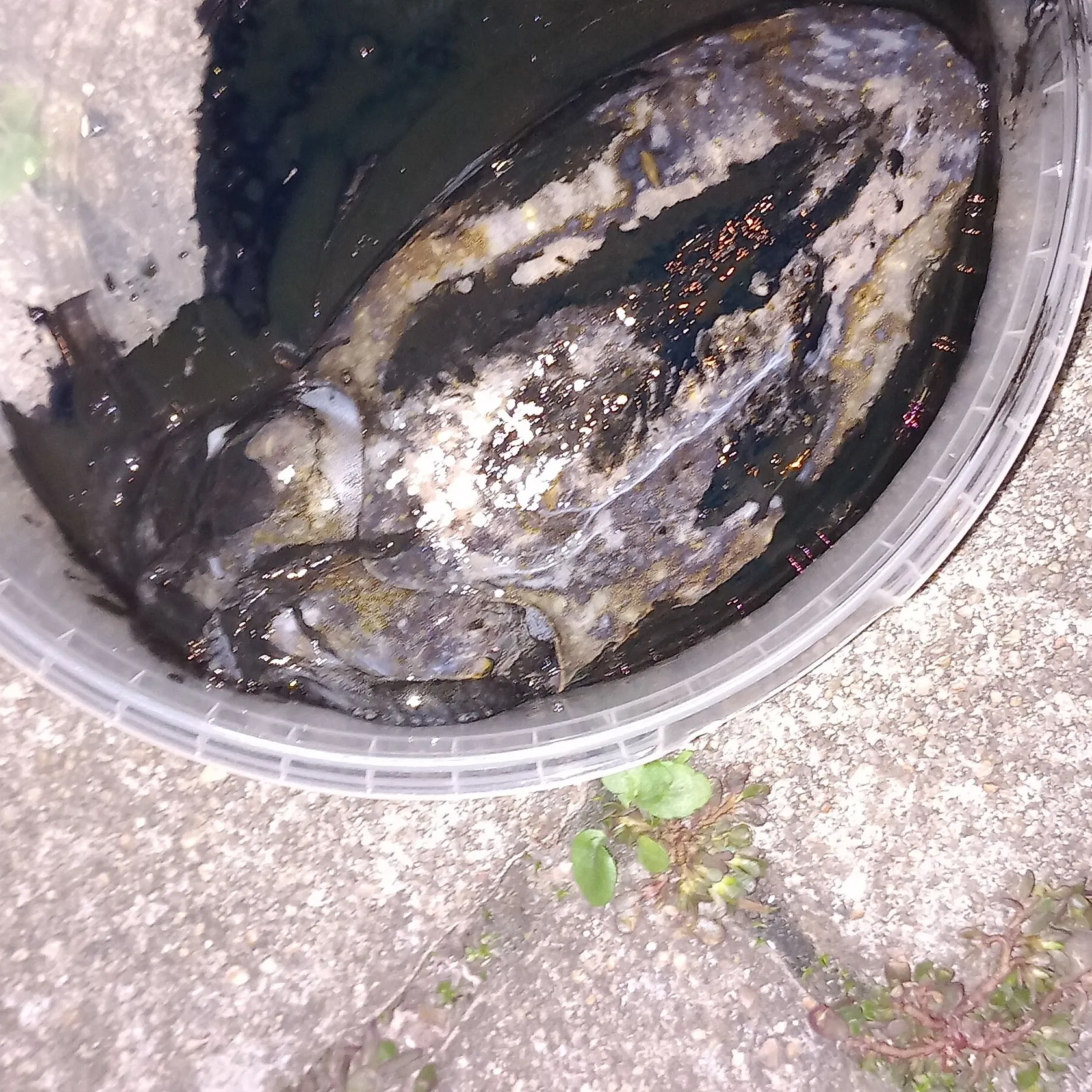 The most recent Common cuttlefish catches on Fishbrain