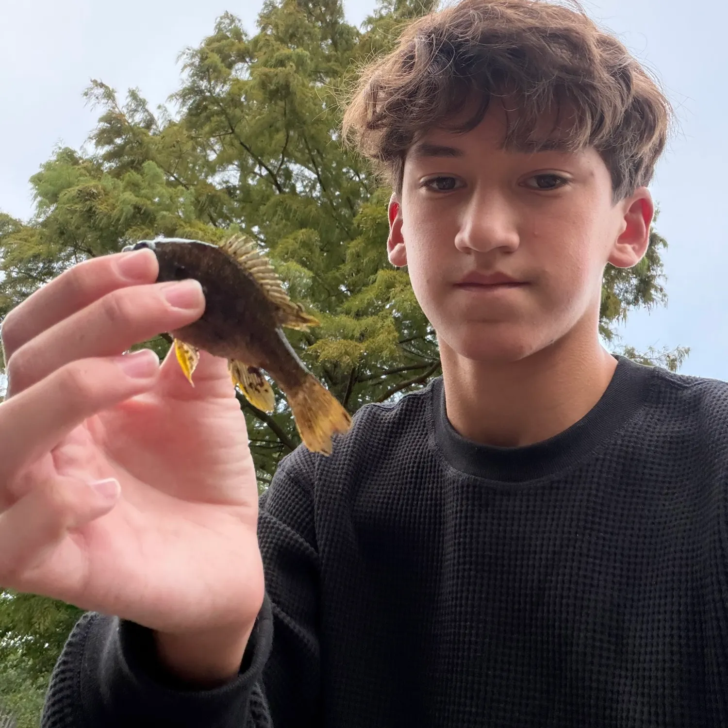 Green sunfish caught on Fishbrain