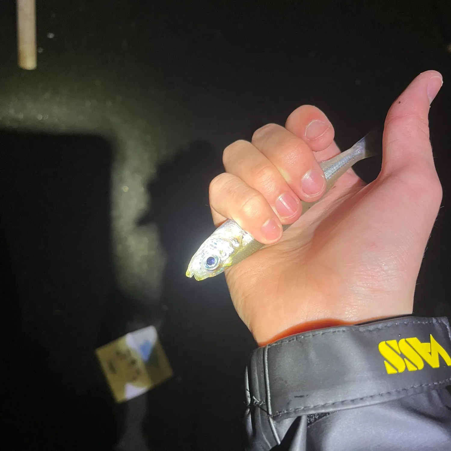 The most recent Sand smelt catches on Fishbrain