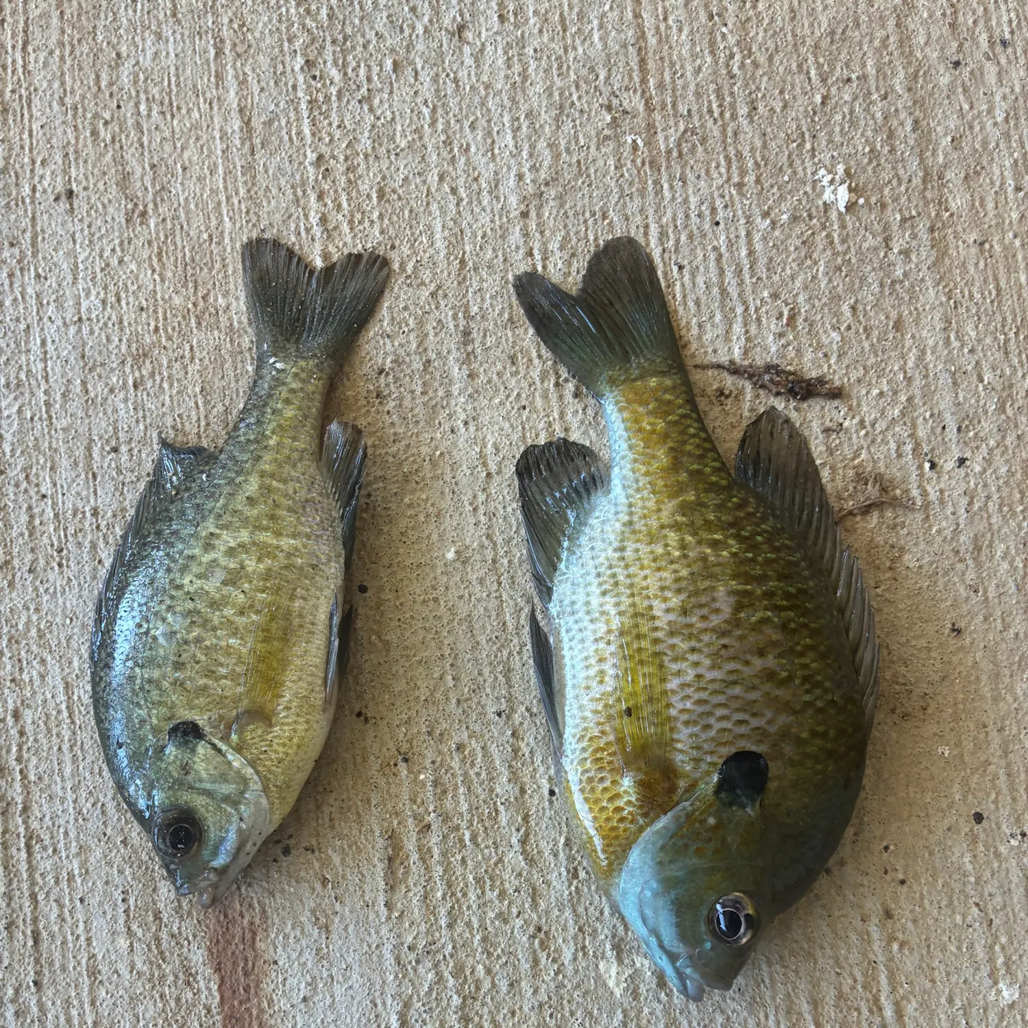 Bluegill caught on Fishbrain