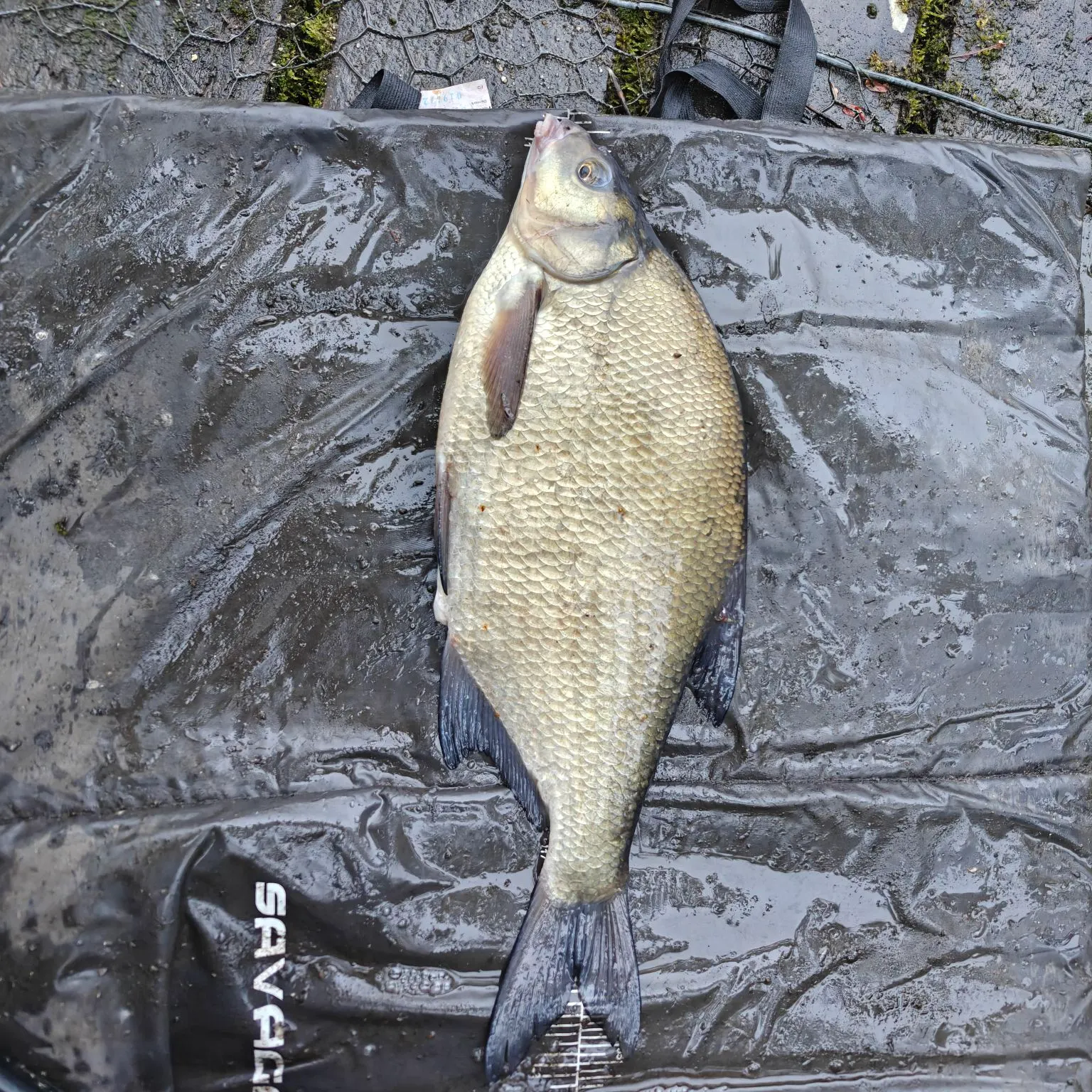 The most recent Common bream catches on Fishbrain