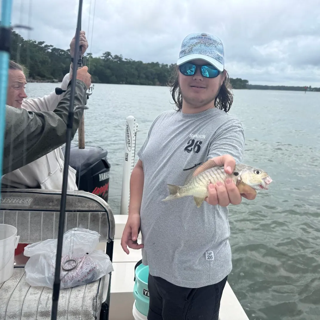 The most recent Spot croaker catches on Fishbrain