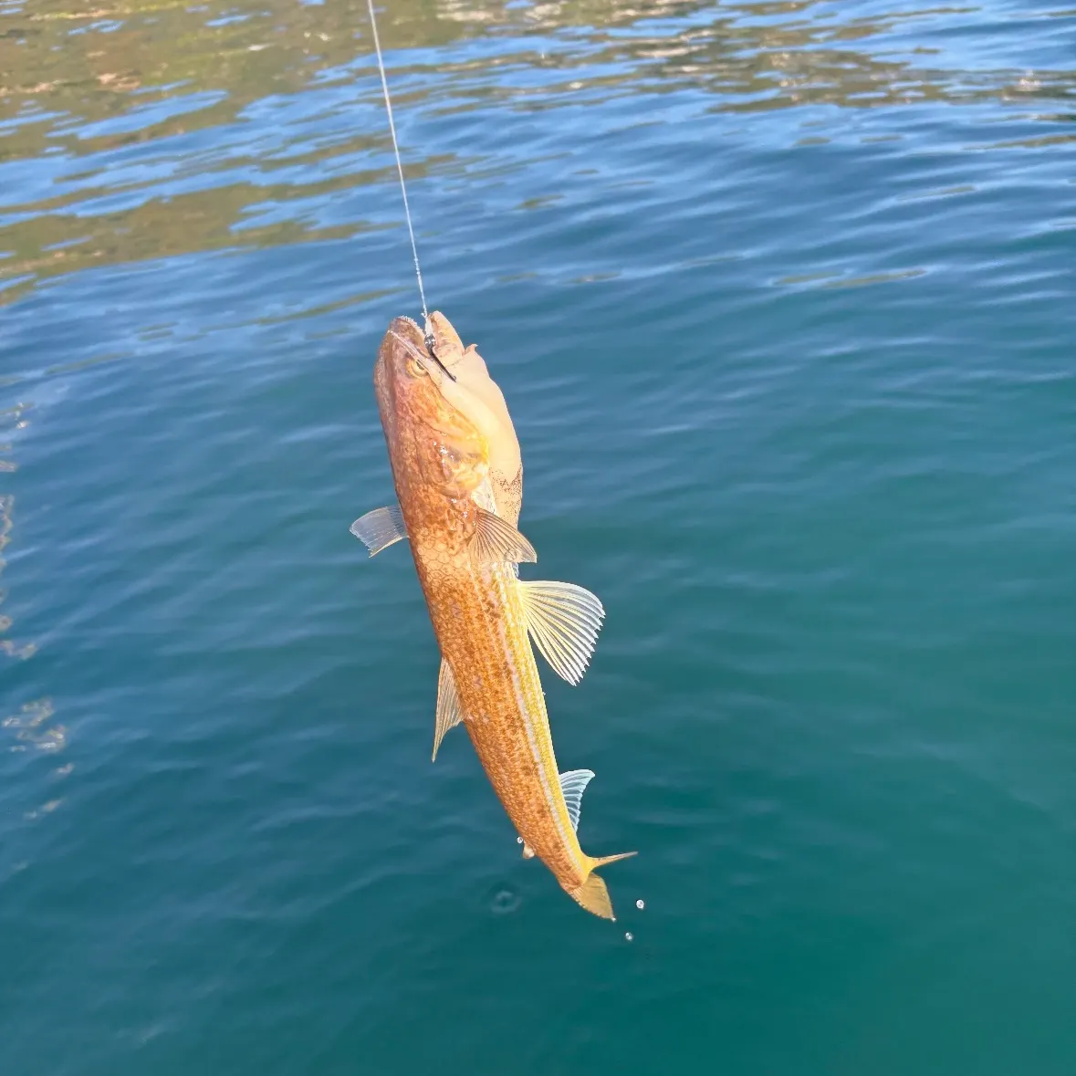 Brushtooth lizardfish caught on Fishbrain