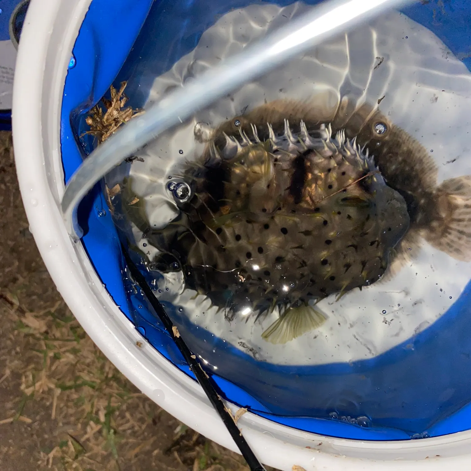 The most recent Guinean pufferfish catches on Fishbrain