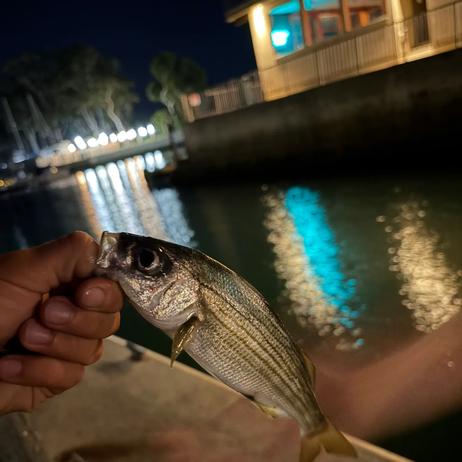 The most recent Salema porgy catches on Fishbrain