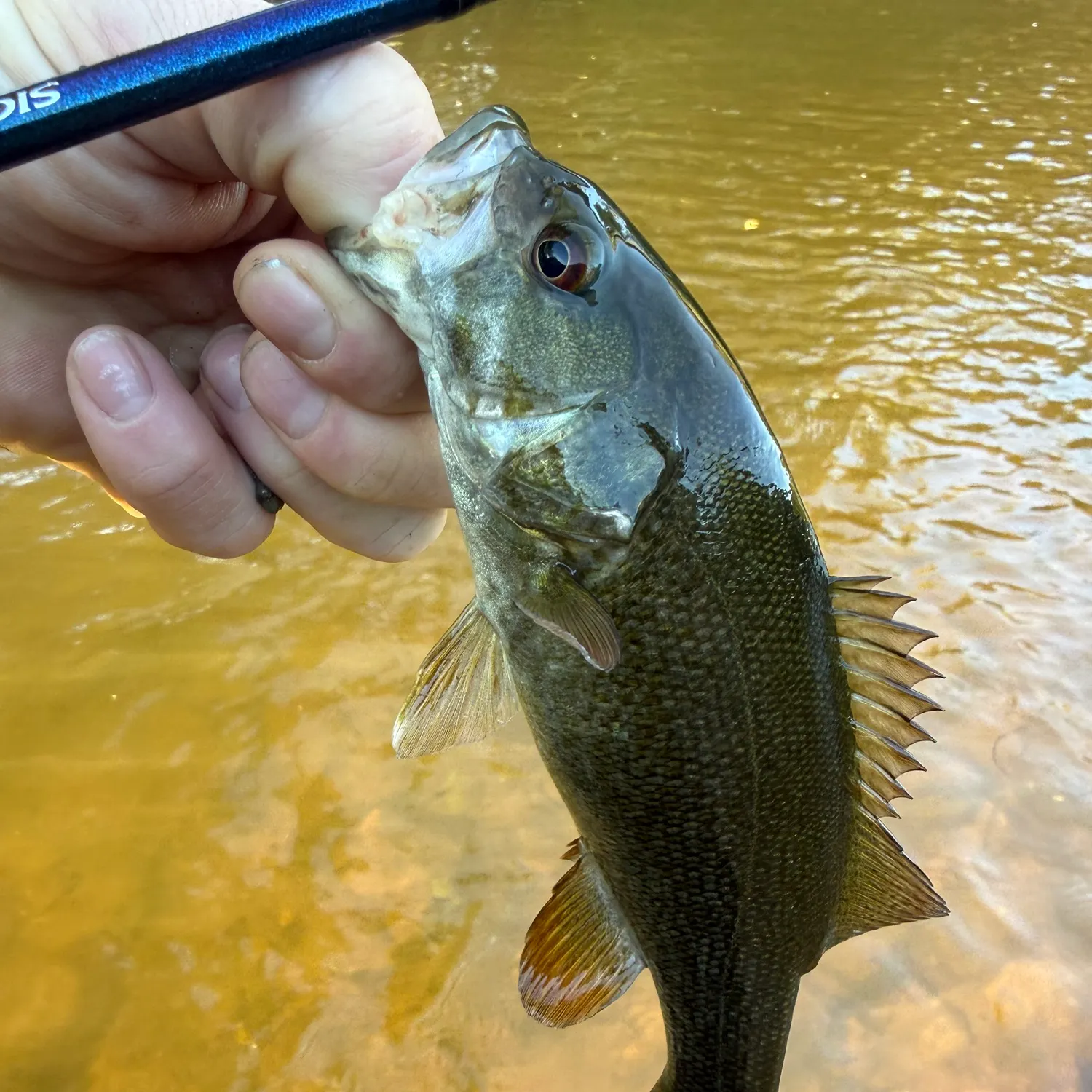 Smallmouth bass caught on Fishbrain