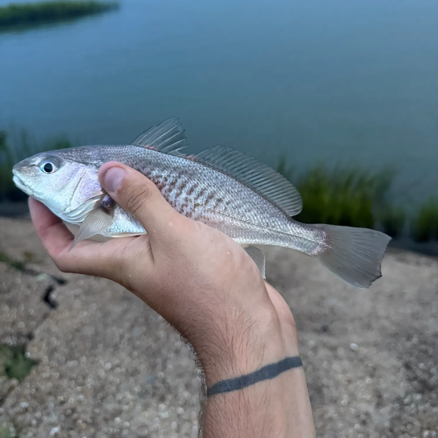 Atlantic croaker caught on Fishbrain