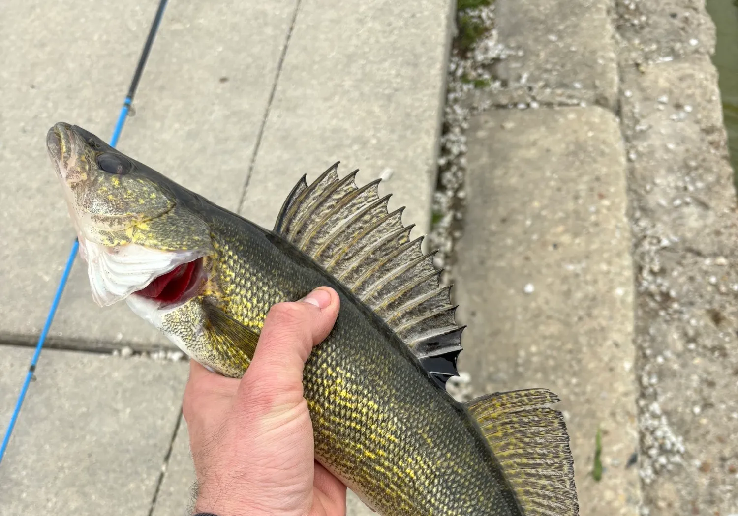 Sauger