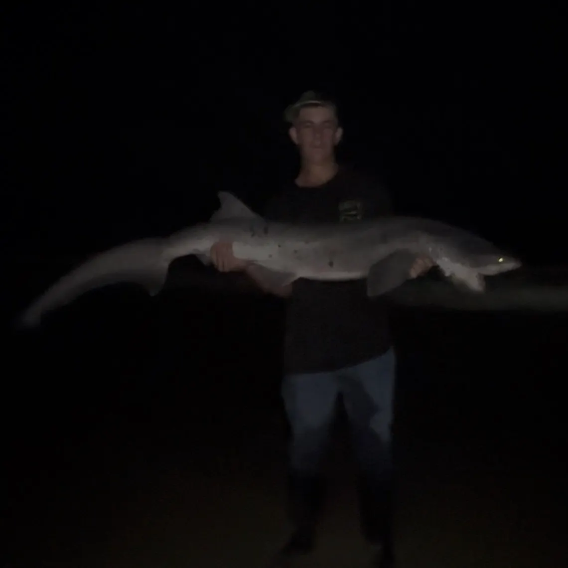The most recent Broadnose sevengill shark catches on Fishbrain