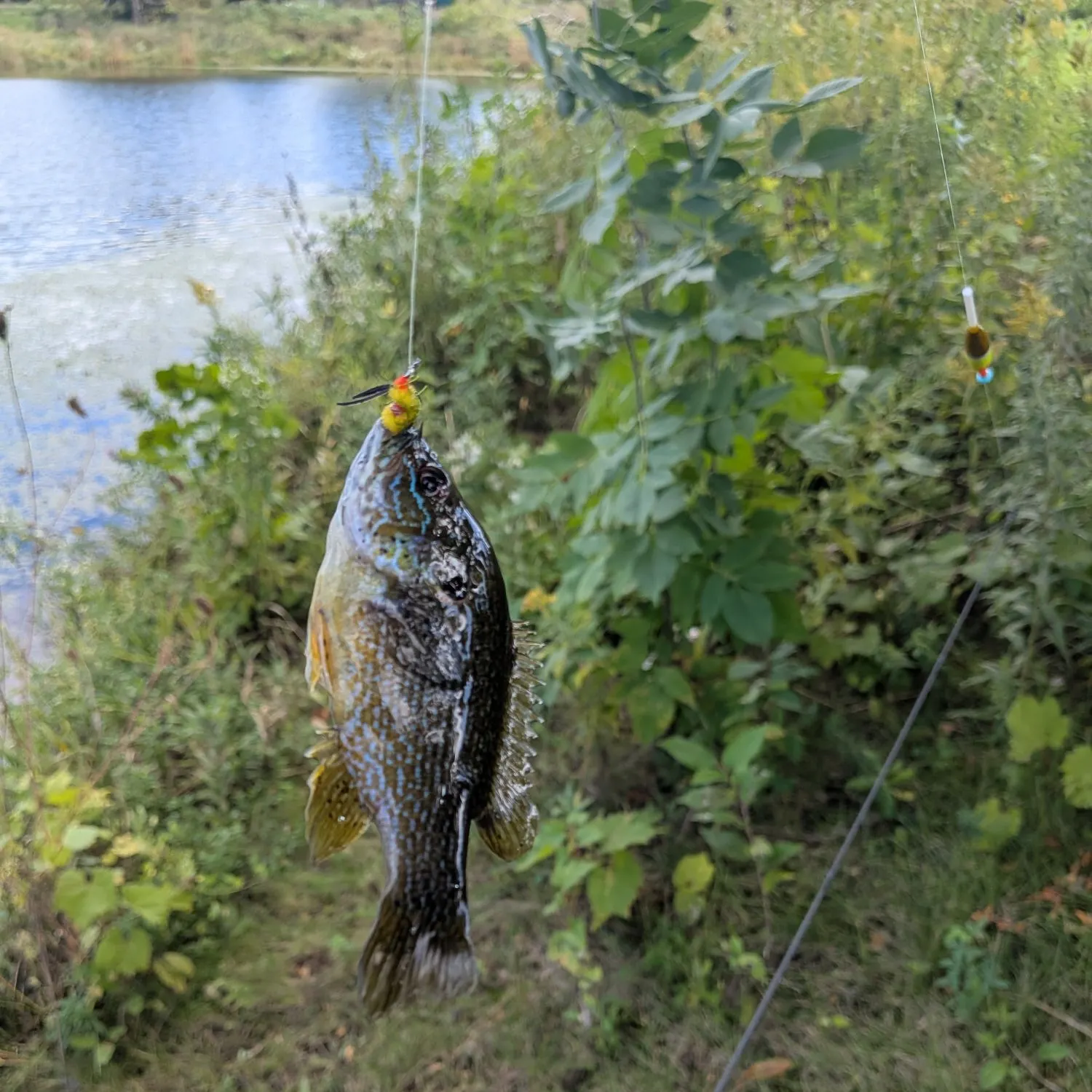 Green sunfish caught on Fishbrain