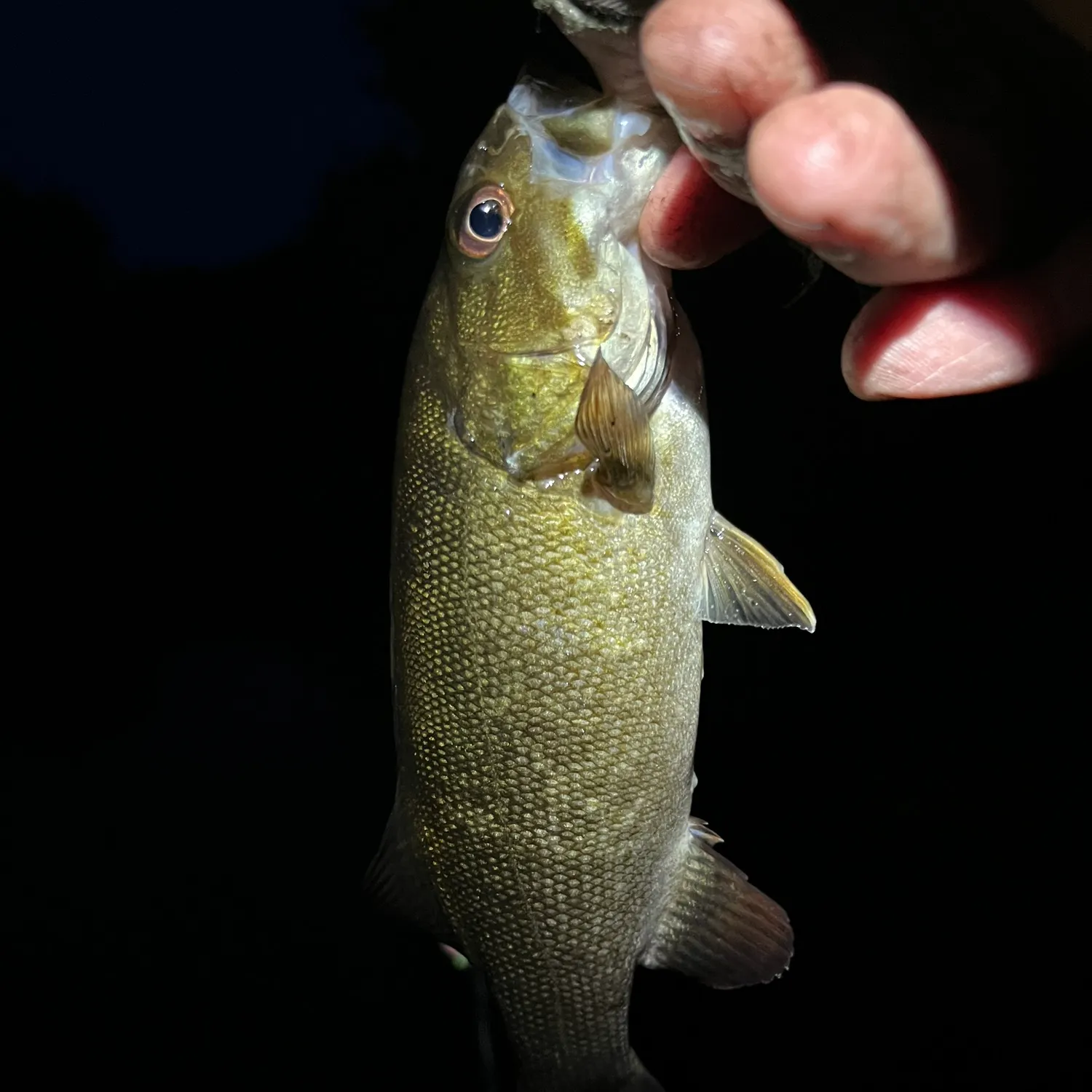 Smallmouth bass caught on Fishbrain